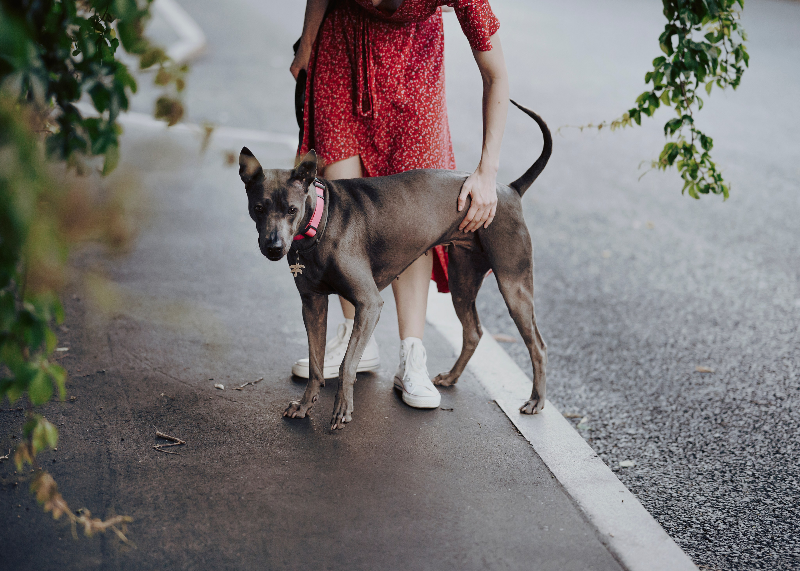 Шарма. Фотограф- анималист Александра Матвеева