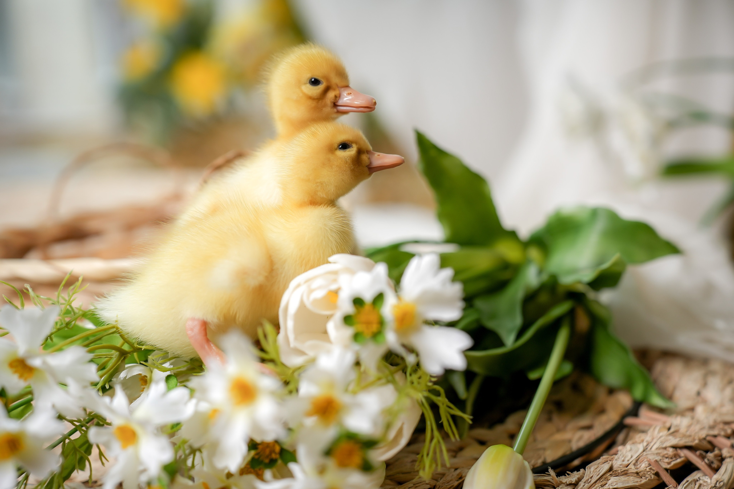 Фото-проект с утятами. Марина Суздаль семейный и детский фотограф в Москве и Подмосковье