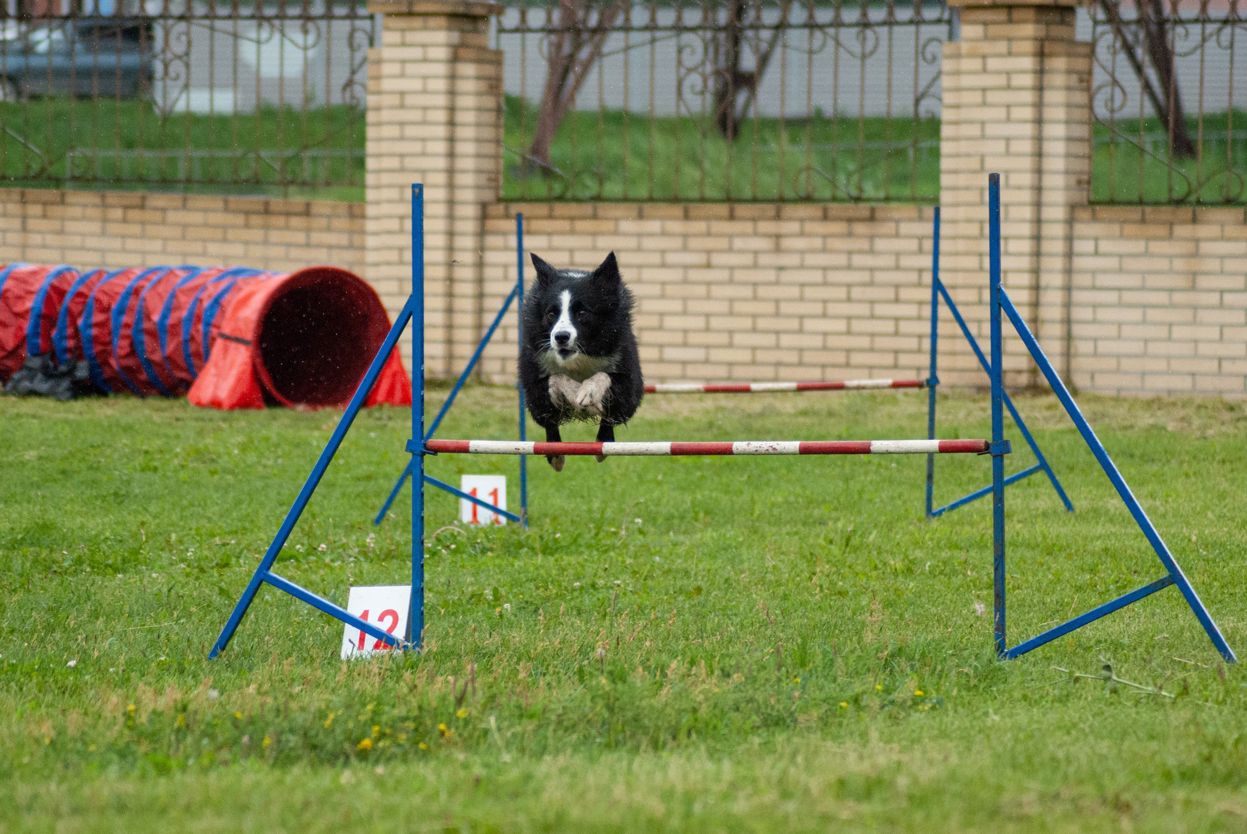 Аджилити. Фотограф в Тюмени Лизавета Сапицкая