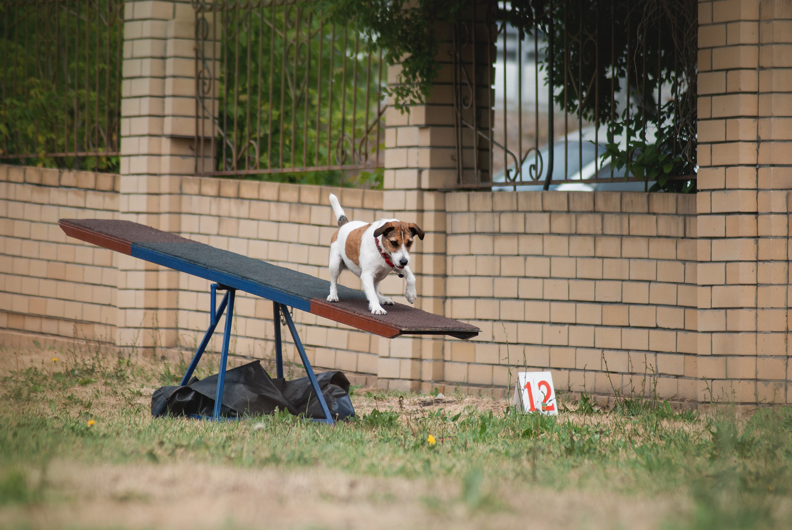 Аджилити. Фотограф в Тюмени Лизавета Сапицкая