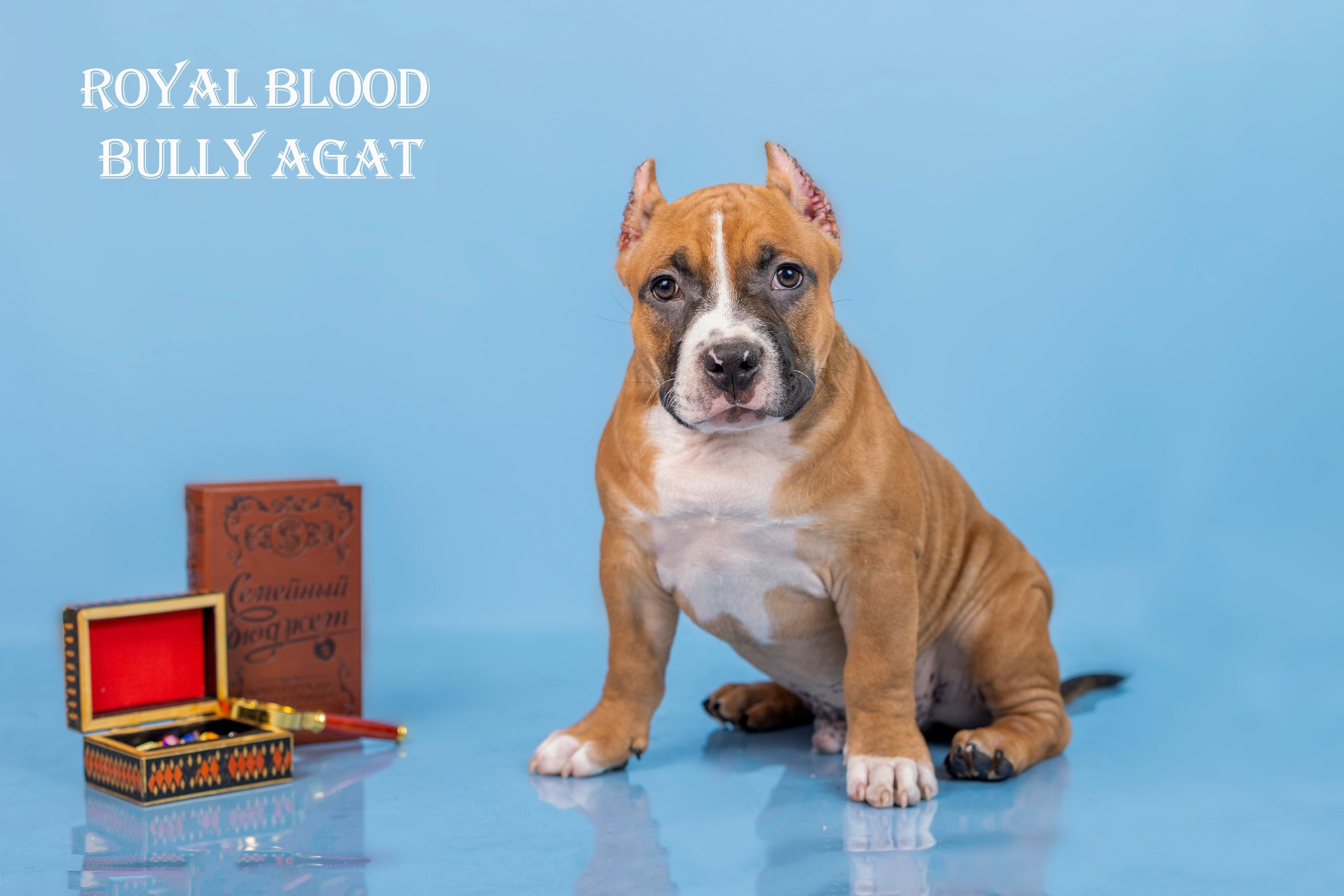 Американский булли!. Фотограф 📸 семейный, предметный, репортажный