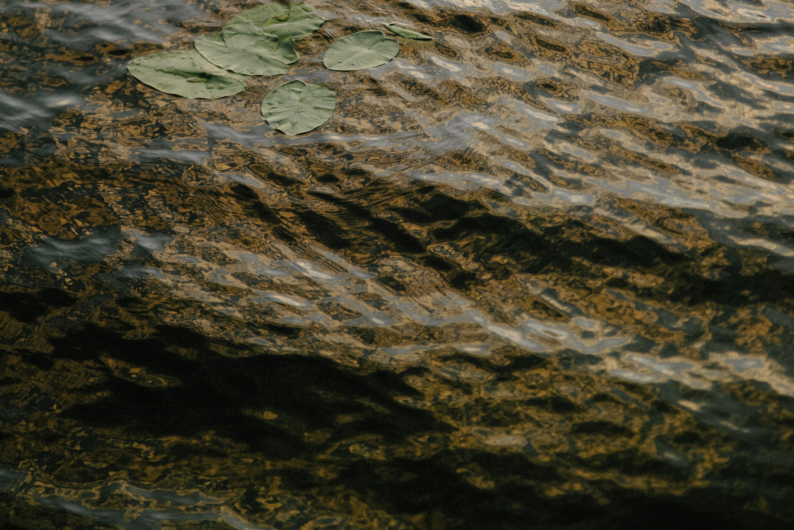 Михаил и Дарья. Анонс. Свадебный и семейный фотограф в Курске Николай Бусел
