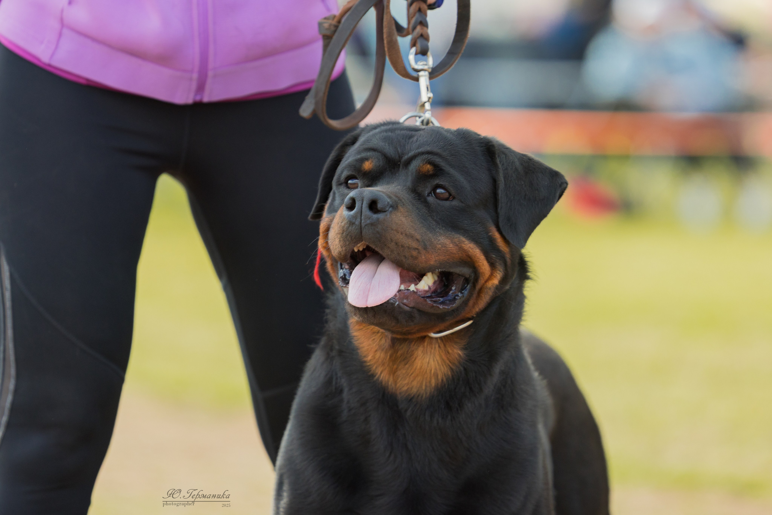 Тверь ротвейлеры 5-6.07.2025. Фотограф-анималист Юлия Германика