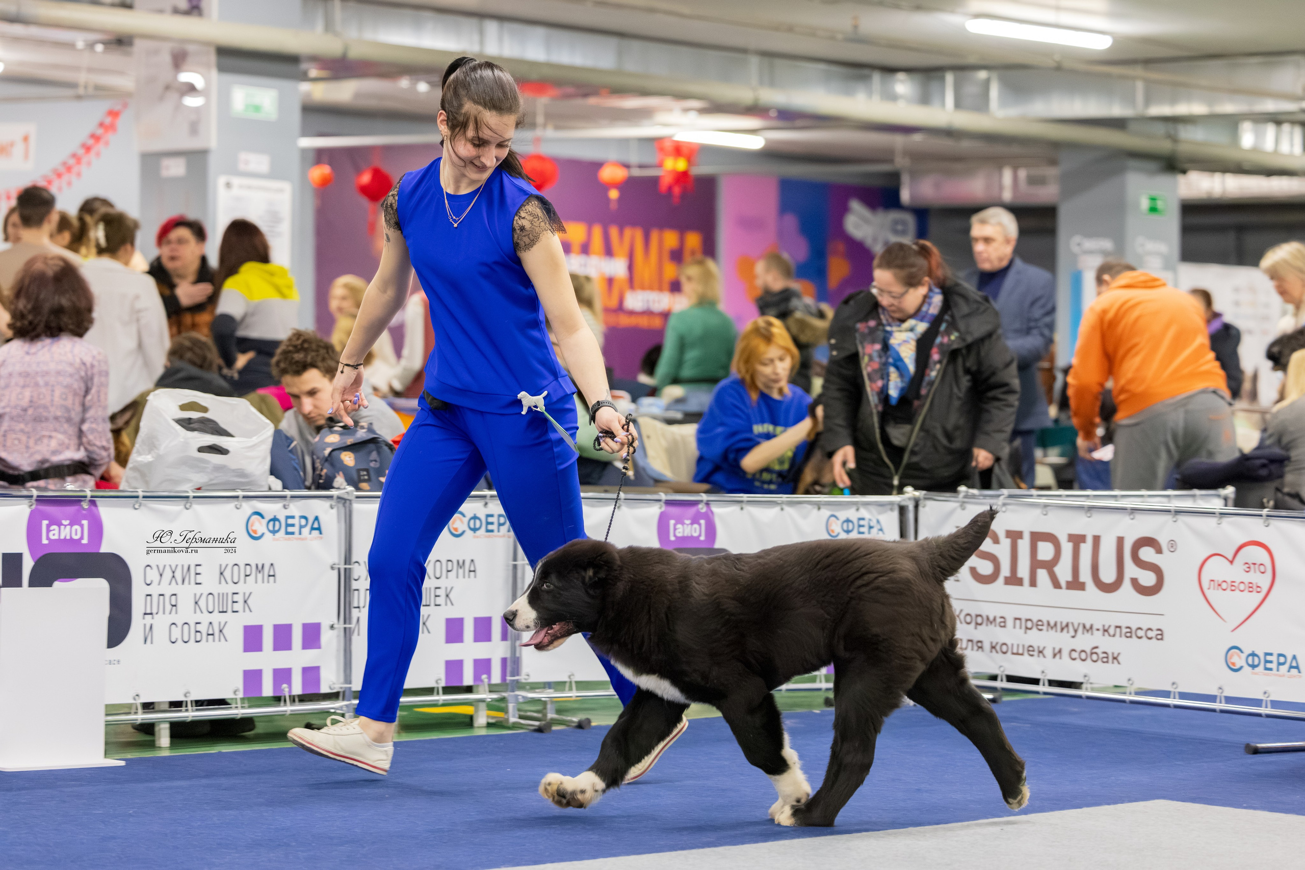 Сфера 08 и 10.03.2024 2хмоно ротвейлеров+2хмоно сао. Фотограф-анималист Юлия Германика