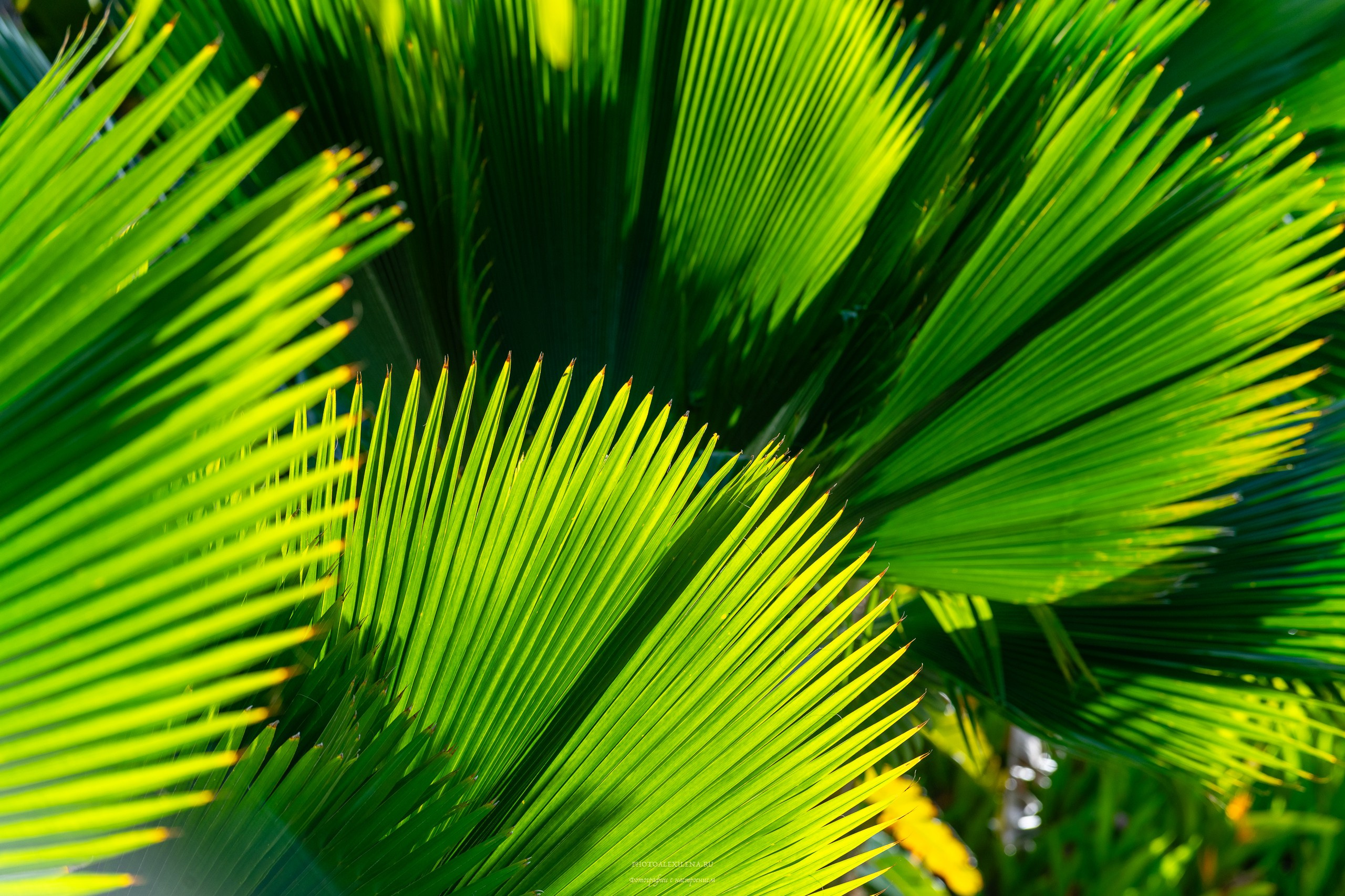 Все оттенки зелёного. Авторские стильные фотокартины