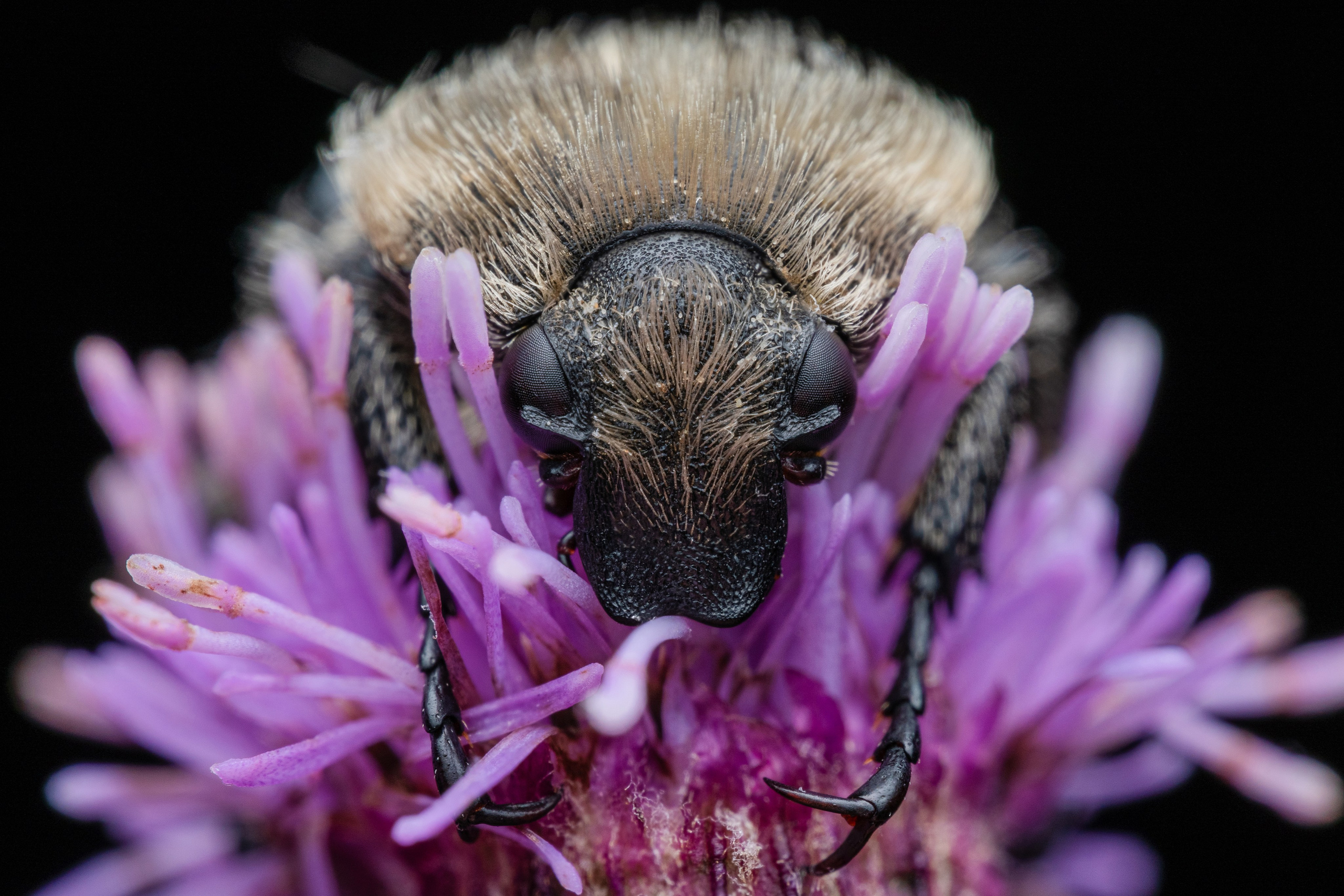 Восковик перевязанный спит на цветке чертополоха