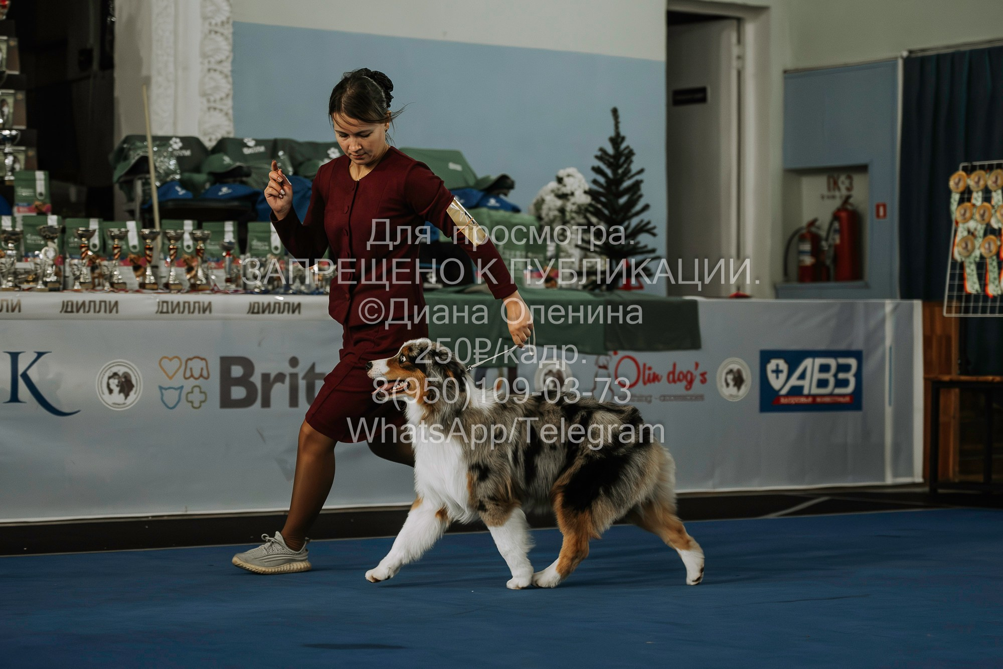 Выставка собак Красноярск 29.10.2023. Фотограф Диана Оленина Красноярск / Братск