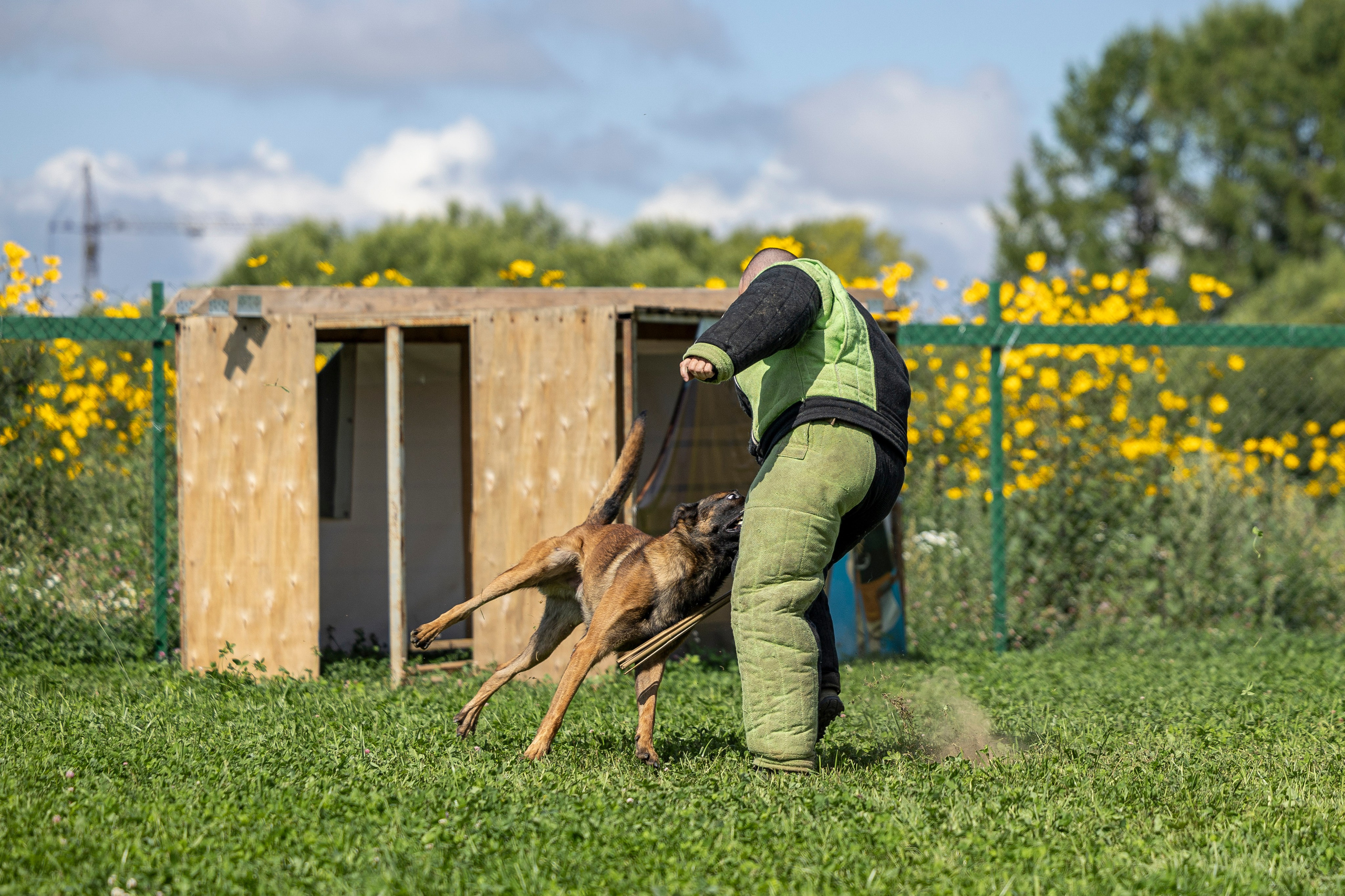 Соревнования по Мондьорингу г. Вологда 10-11.08.2024. Фотограф-анималист Анна Маринич