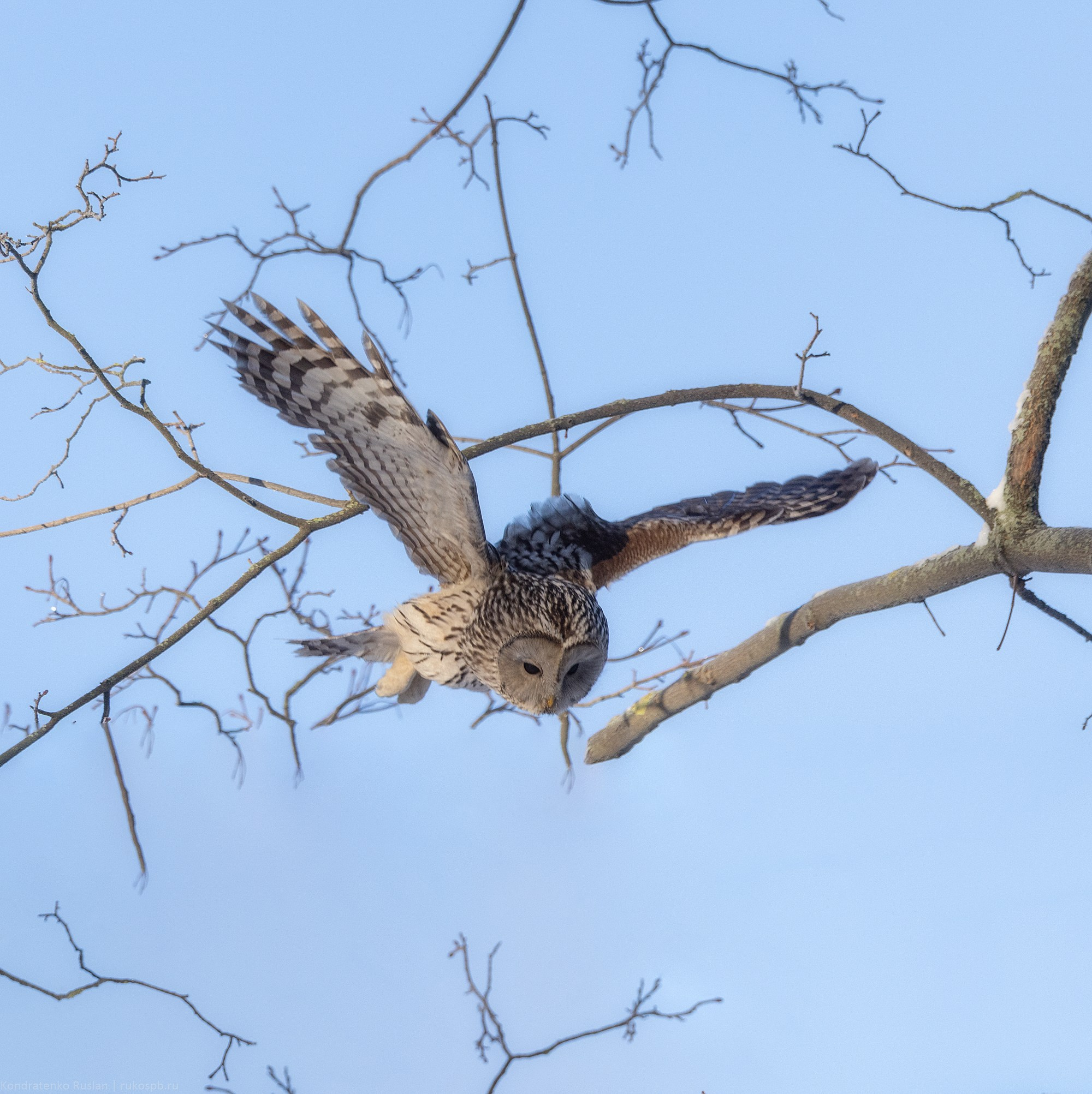 Длиннохвостая неясыть. Архитектурный и пейзажный фотограф Кондратенко Руслан, Санкт-Петербург
