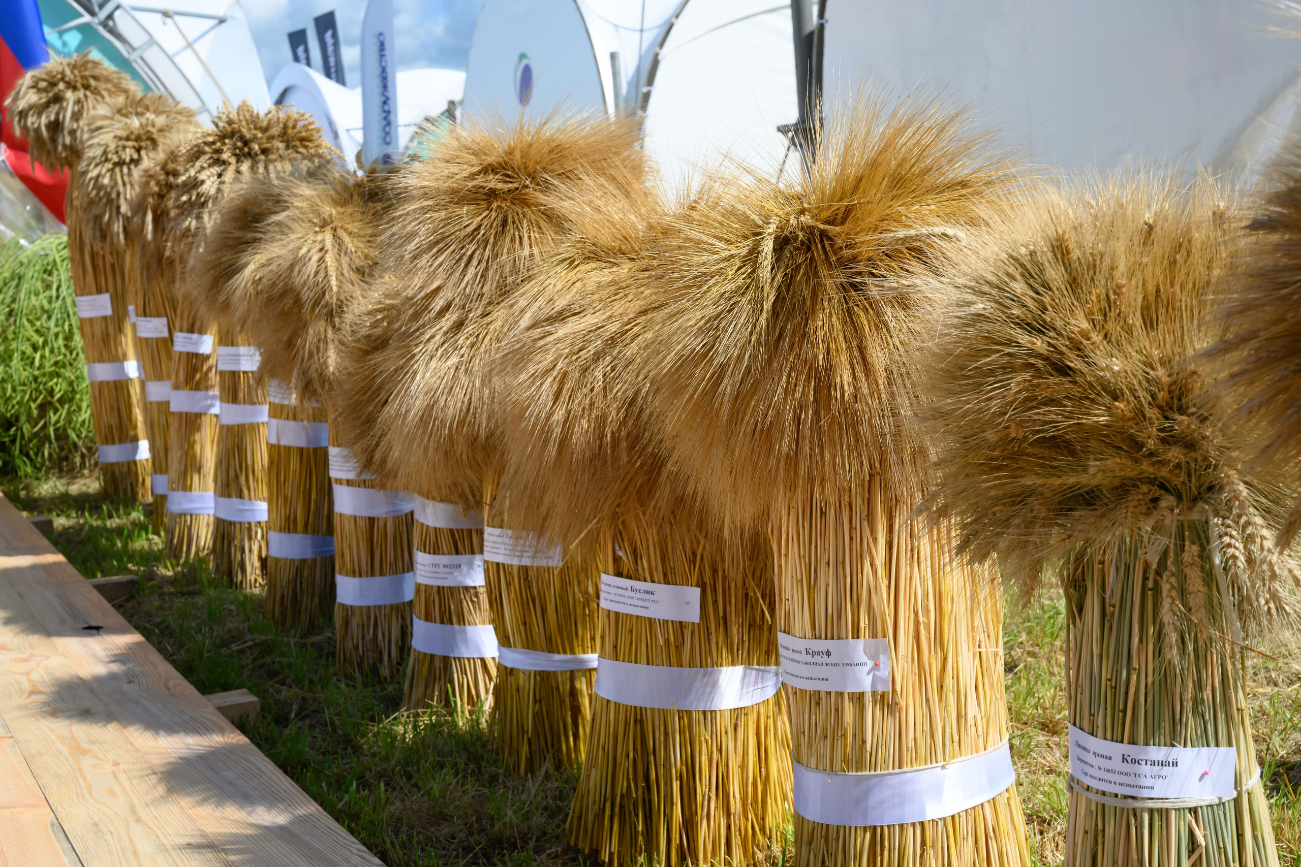 Всероссийский День Поля 2022 (Калининград). Fotolux