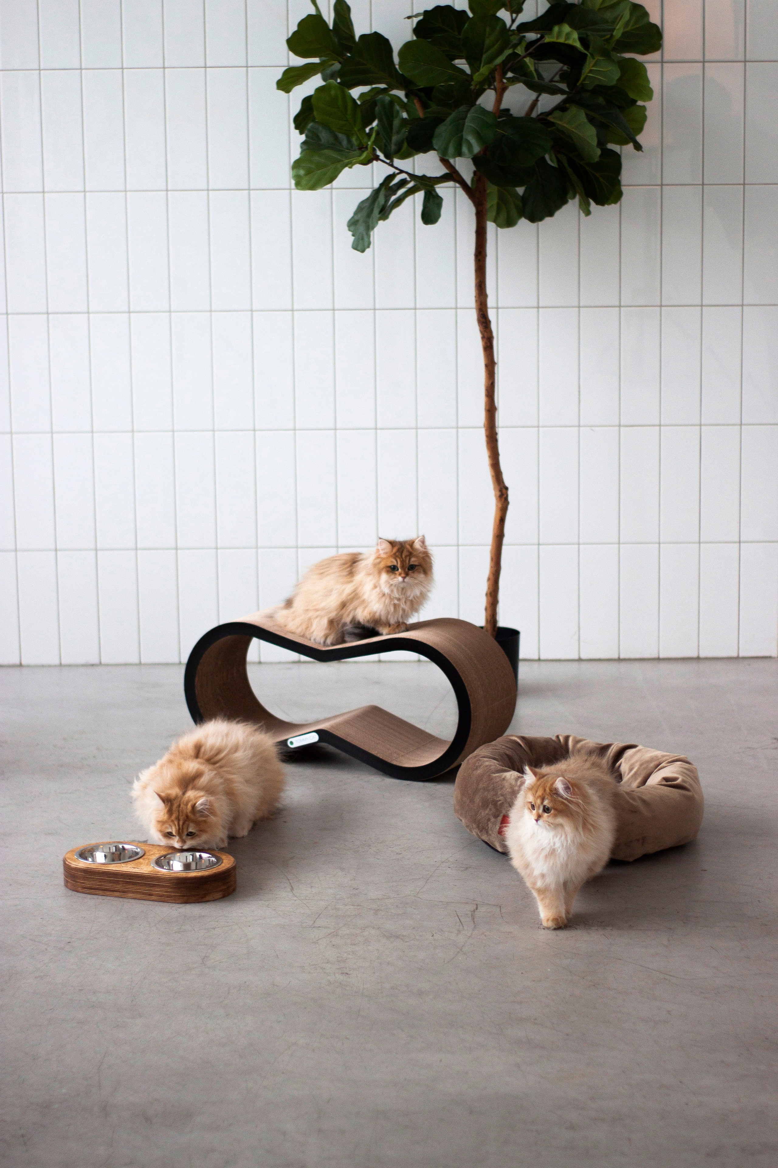 Работа с Tommy cat. Oksan_photo