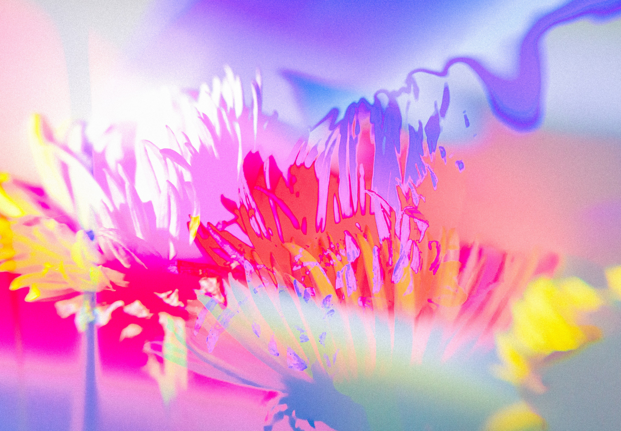 ЦВЕТА, 2025-2026. АННА ВЕРСО / ANNA VERSO | Визуальный художник / Visual artist