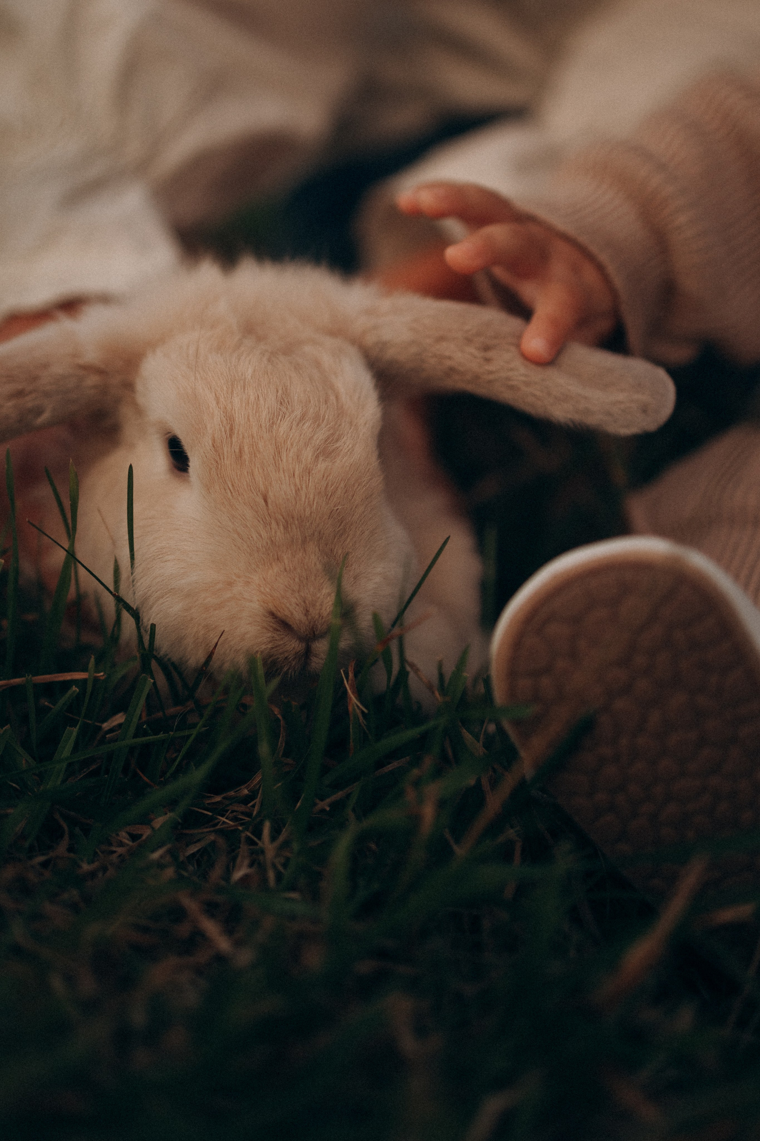 Семейная. Фотораф — анималист Мария Шистка