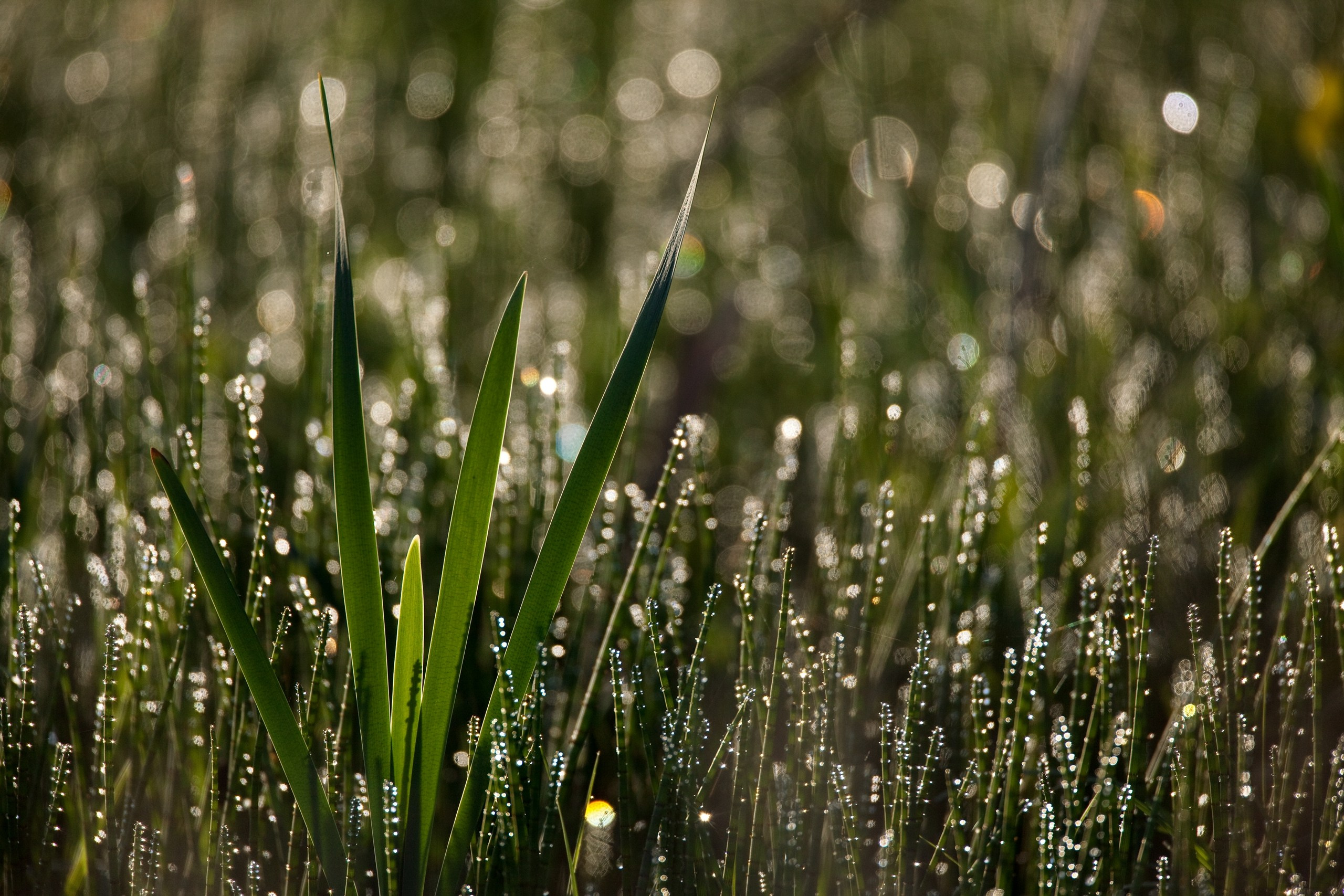 Средняя полоса России. Фотограф Владимир Медведев
