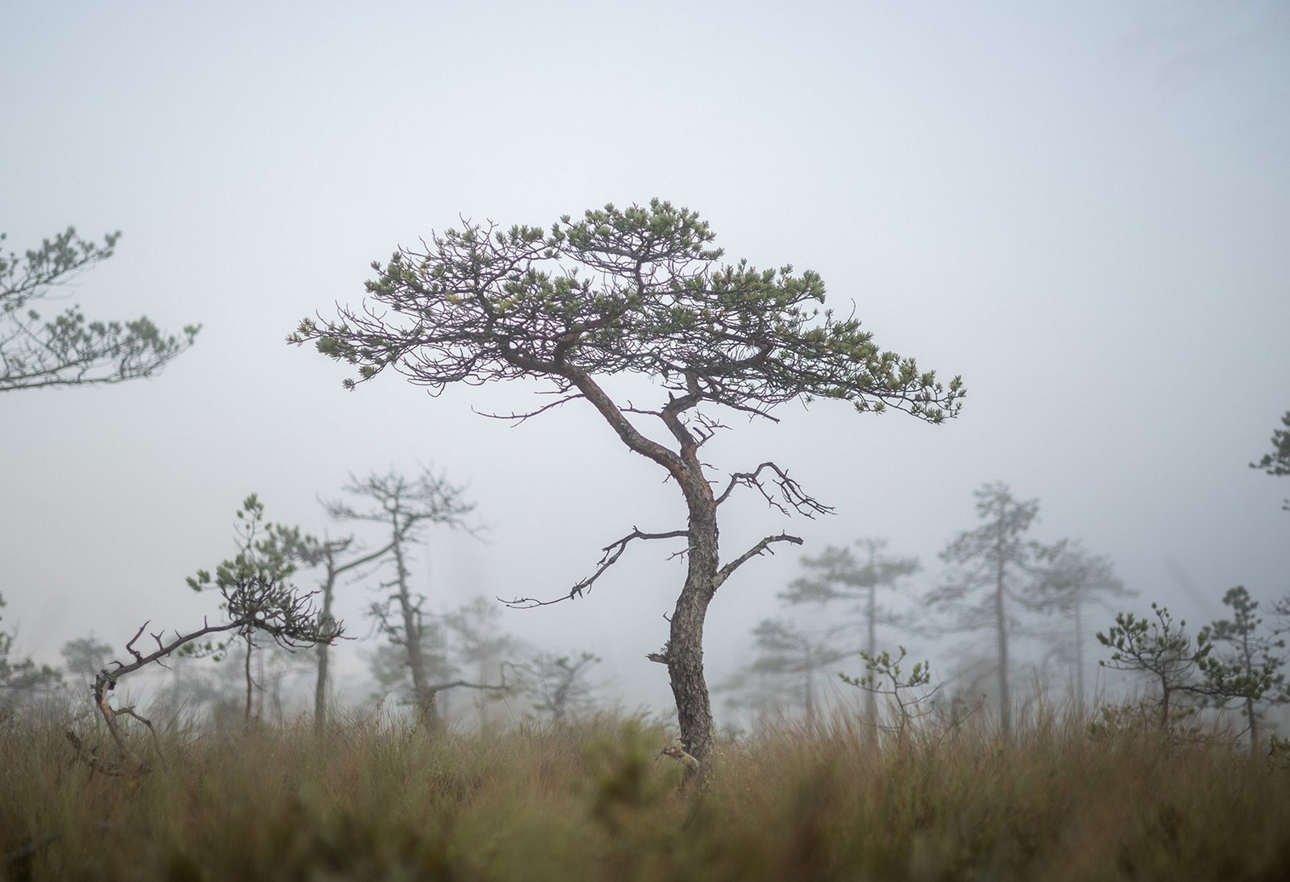 Карельский Перешеек. Фотограф Владимир Медведев