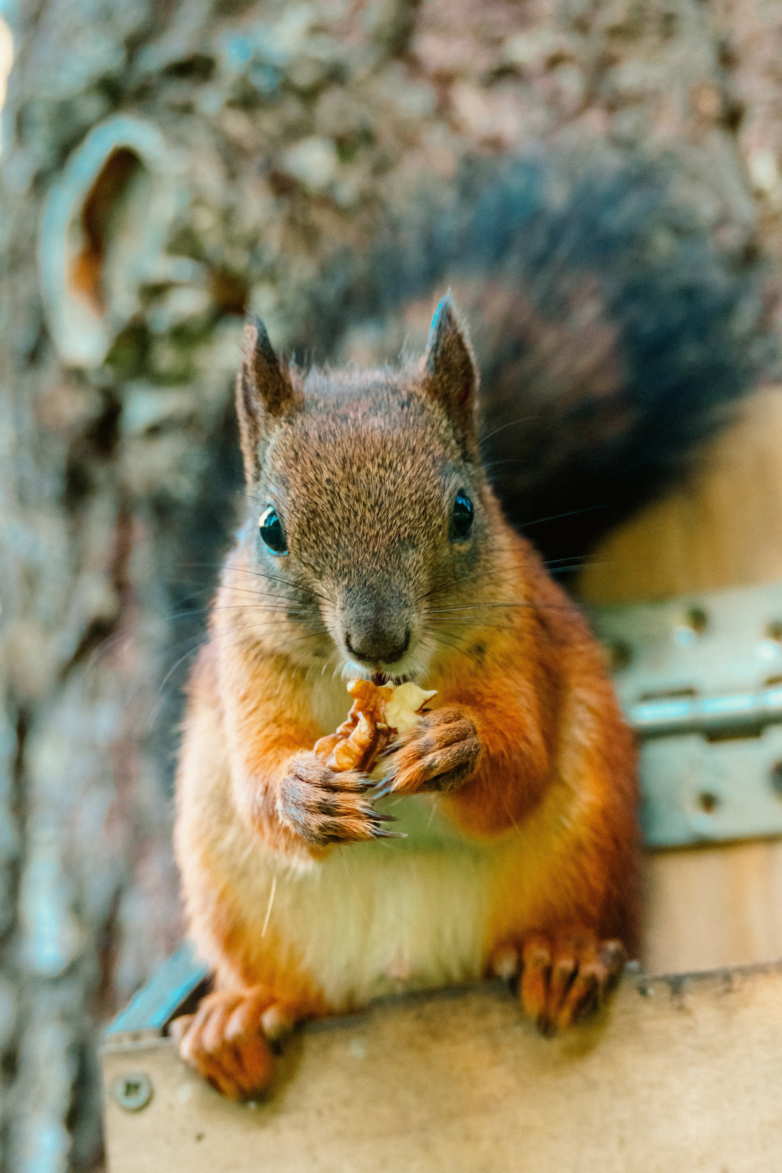 Животные. Фотограф в Санкт-Петербурге Ибрагимова Алина