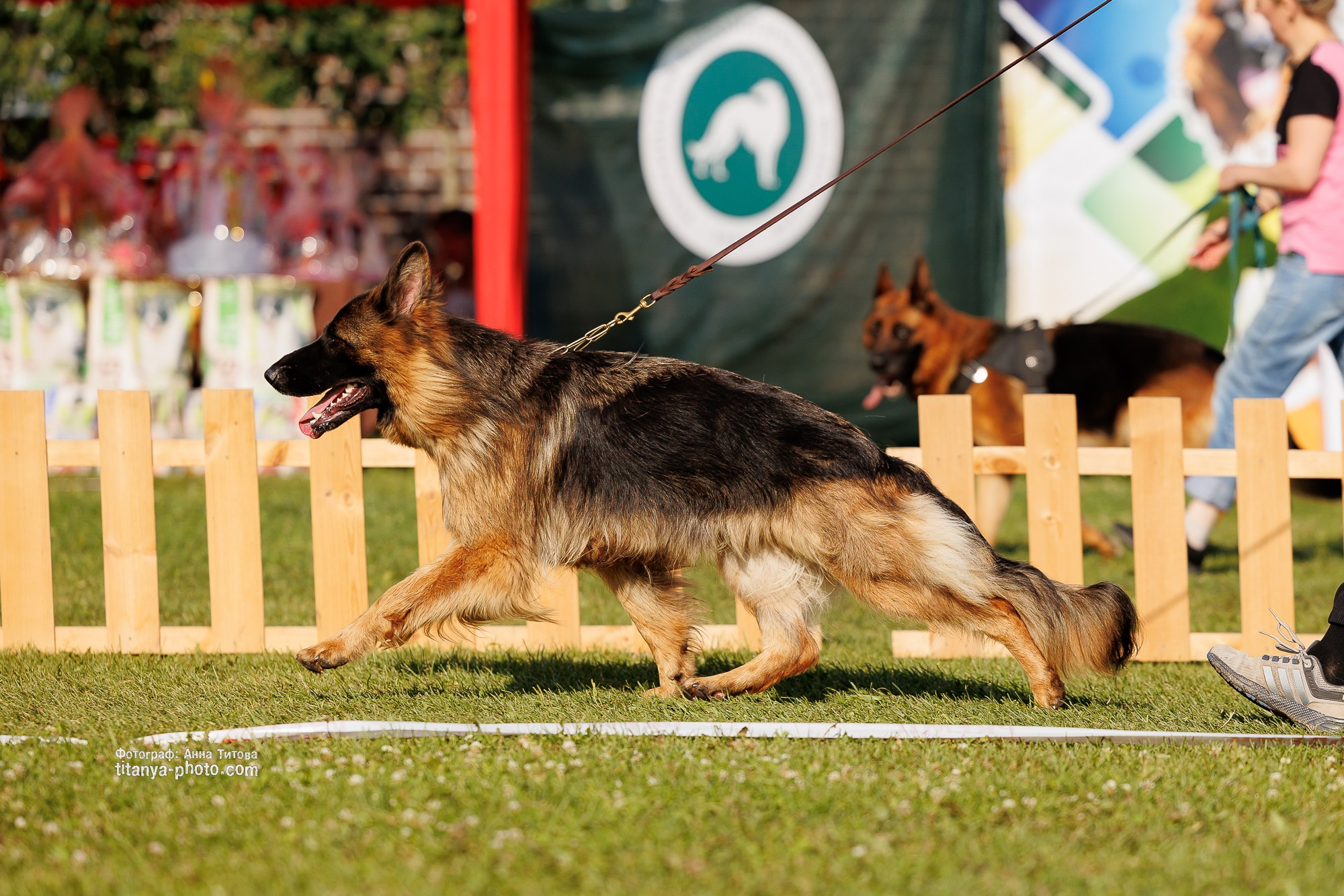 Немецкие овчарки: фото из рингов и вне ринга, мутпроба (фотографии с выставок). Фотограф собак, фотограф-анималист Аня Титова (Titanya). Москва