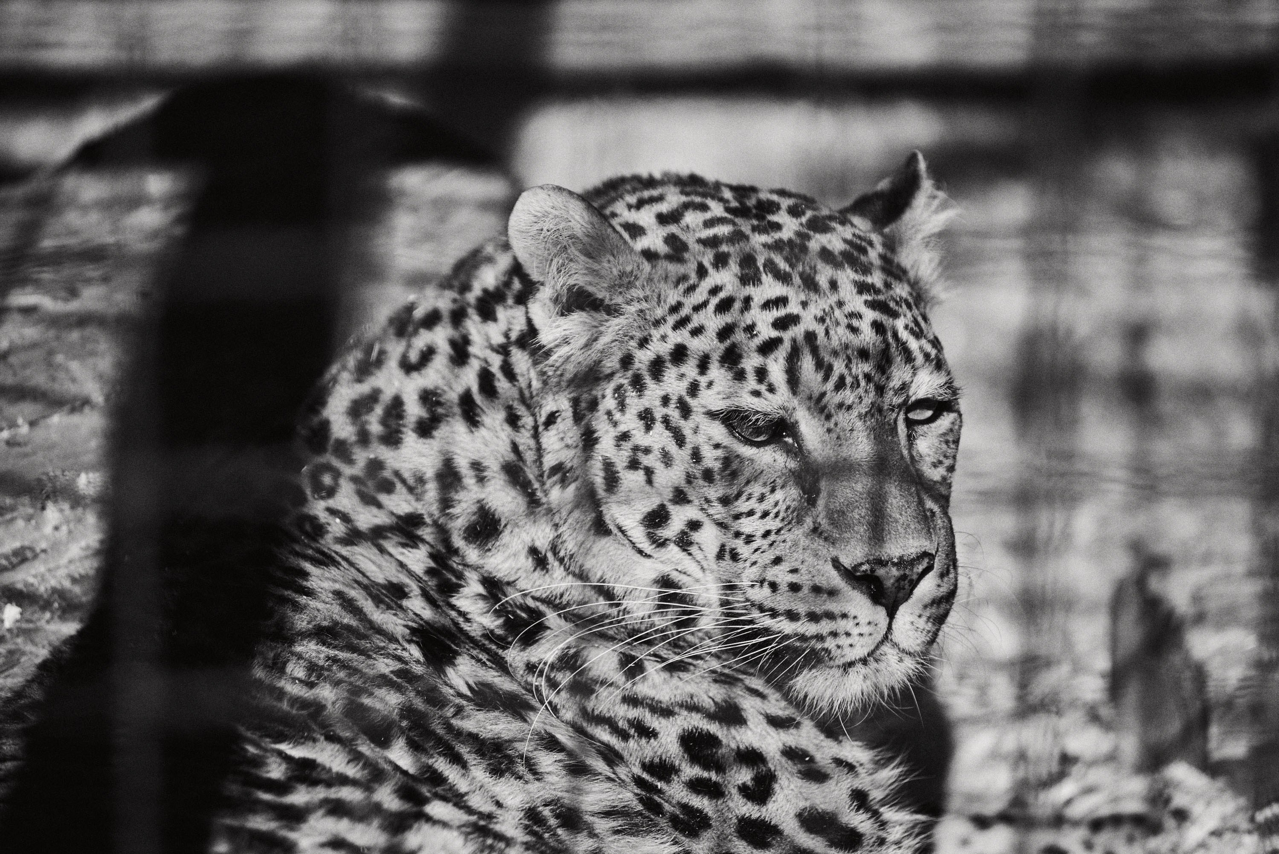 Зоопарк Иваново. Фотограф в Иваново: Каталожная съемка одежды и постельного белья, Wildberries