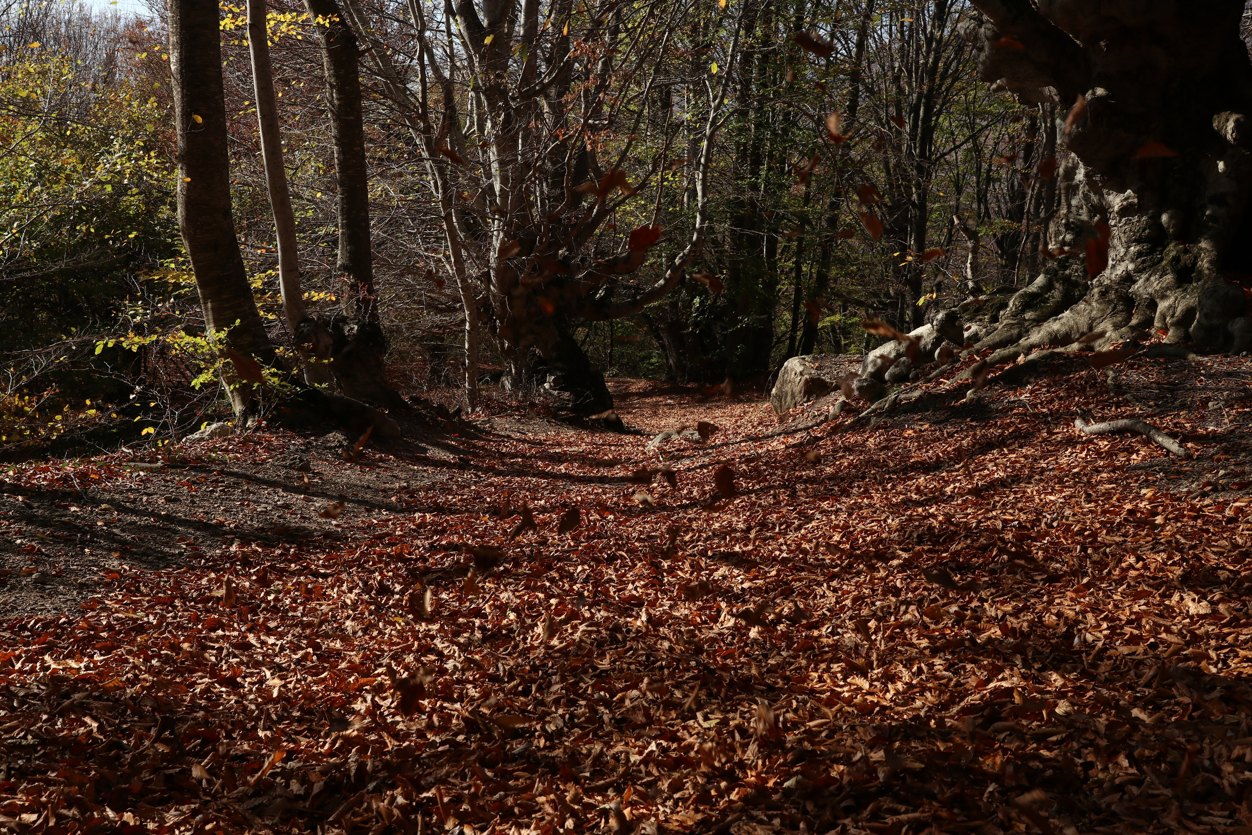Крым. ЮБК (Гурзуф, Судак и их окрестности). Ноябрь 2023. Путешественник-фотограф из Санкт-Петербурга Татьяна Свистулина