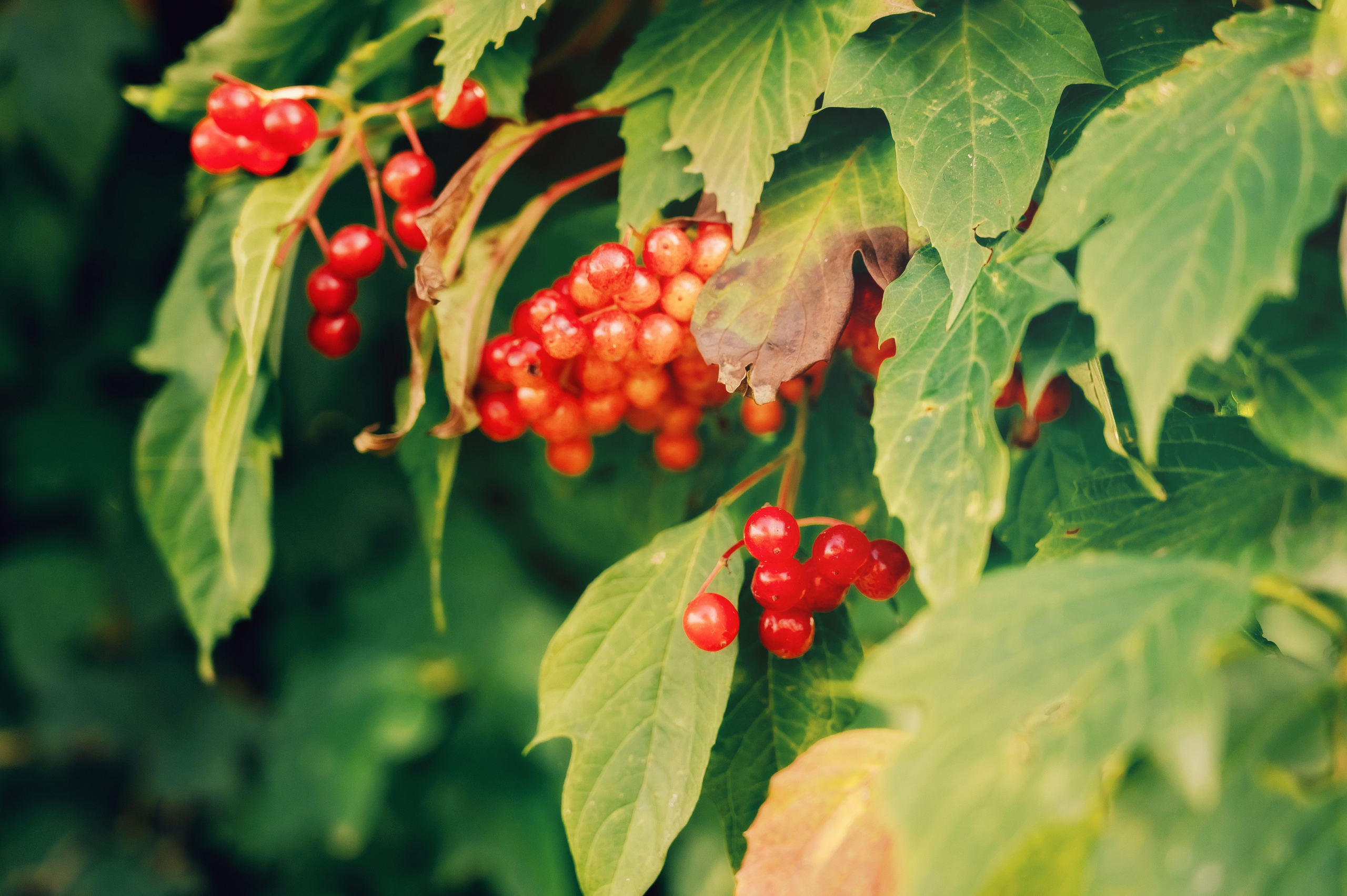 День Шахтёра в Парке Чудес 30.08.2025. Детский фотограф, семейный фотограф и репортажи в Кемерово