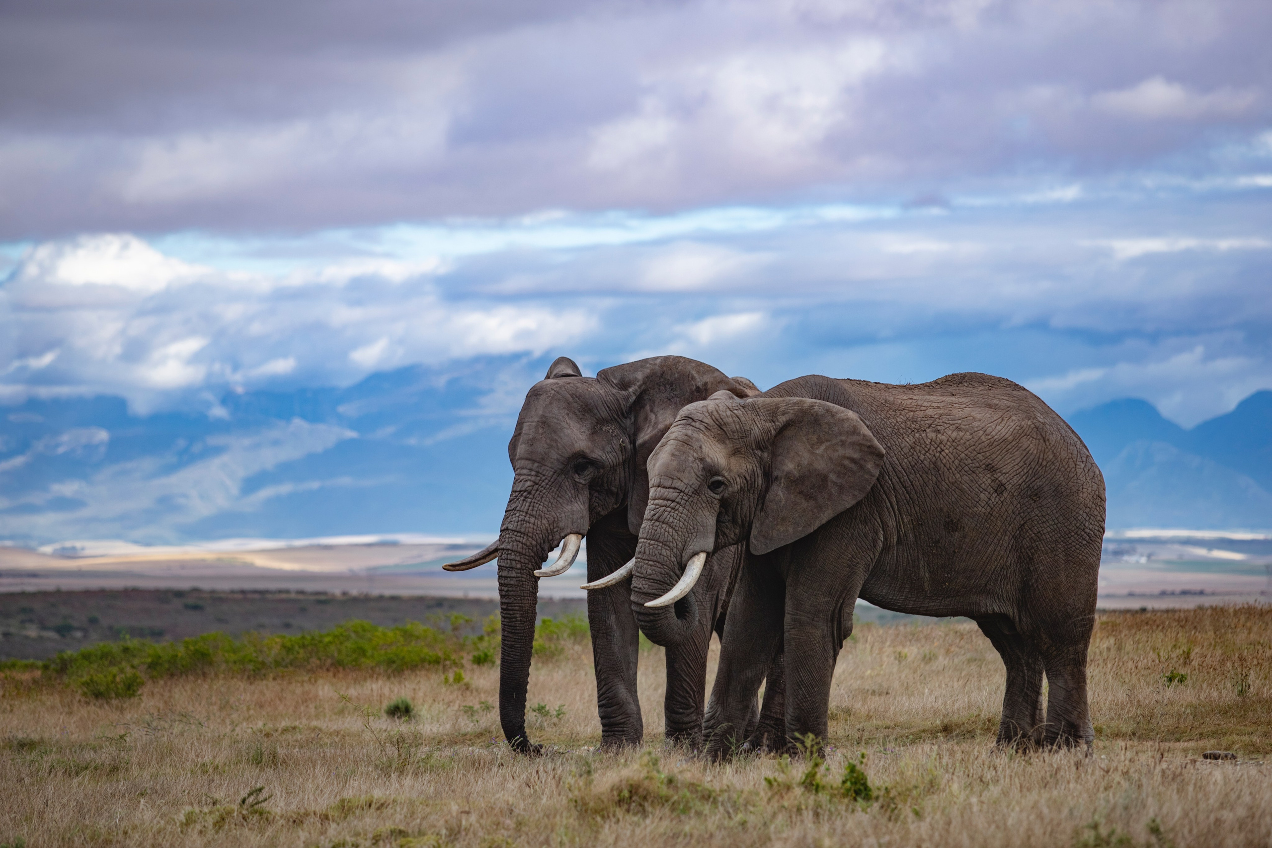 Фотограф Москва, Сергиев Посад