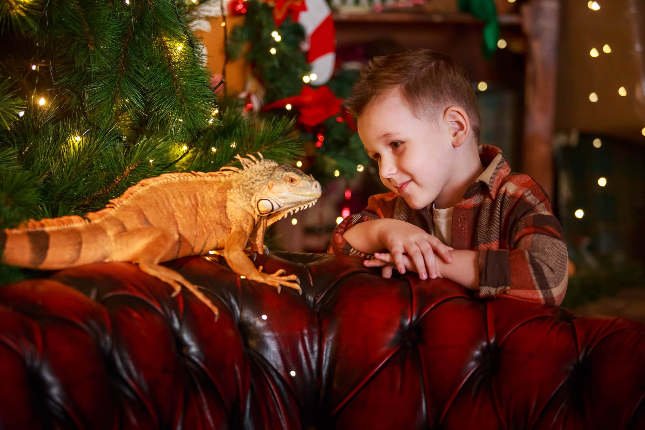 Фотосессия с игуаной символ года Дракона. Семейный и детский фотограф в Москве Мария Быкова