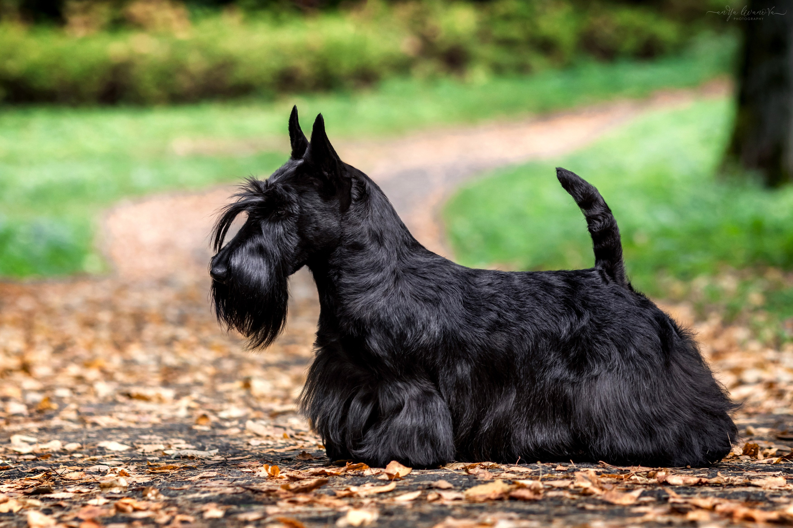 Скотчики Аврора и Амира. Фотограф анималист Аня Ливанова | Рыбинск