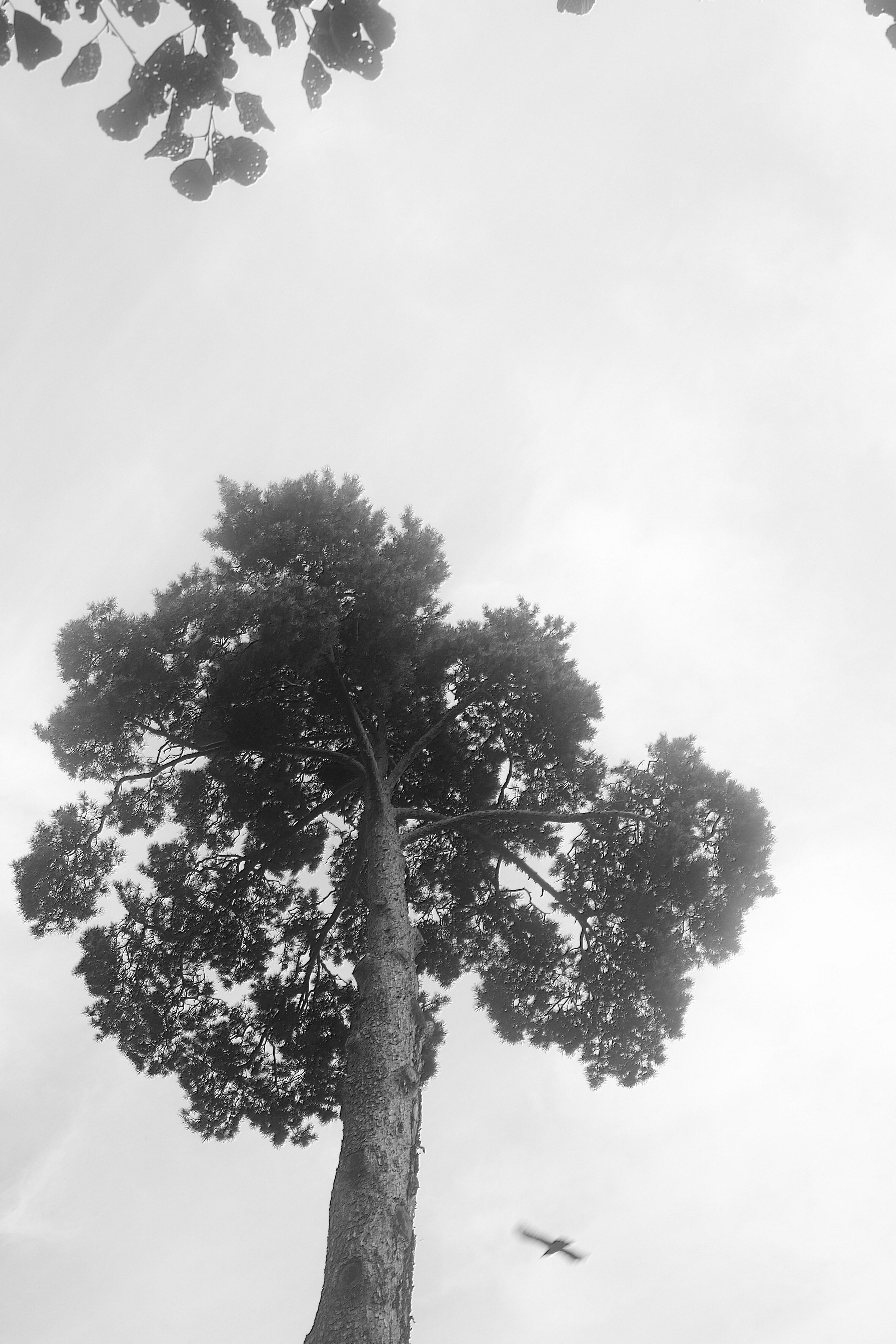 Природа &. Фотохудожник в СПб