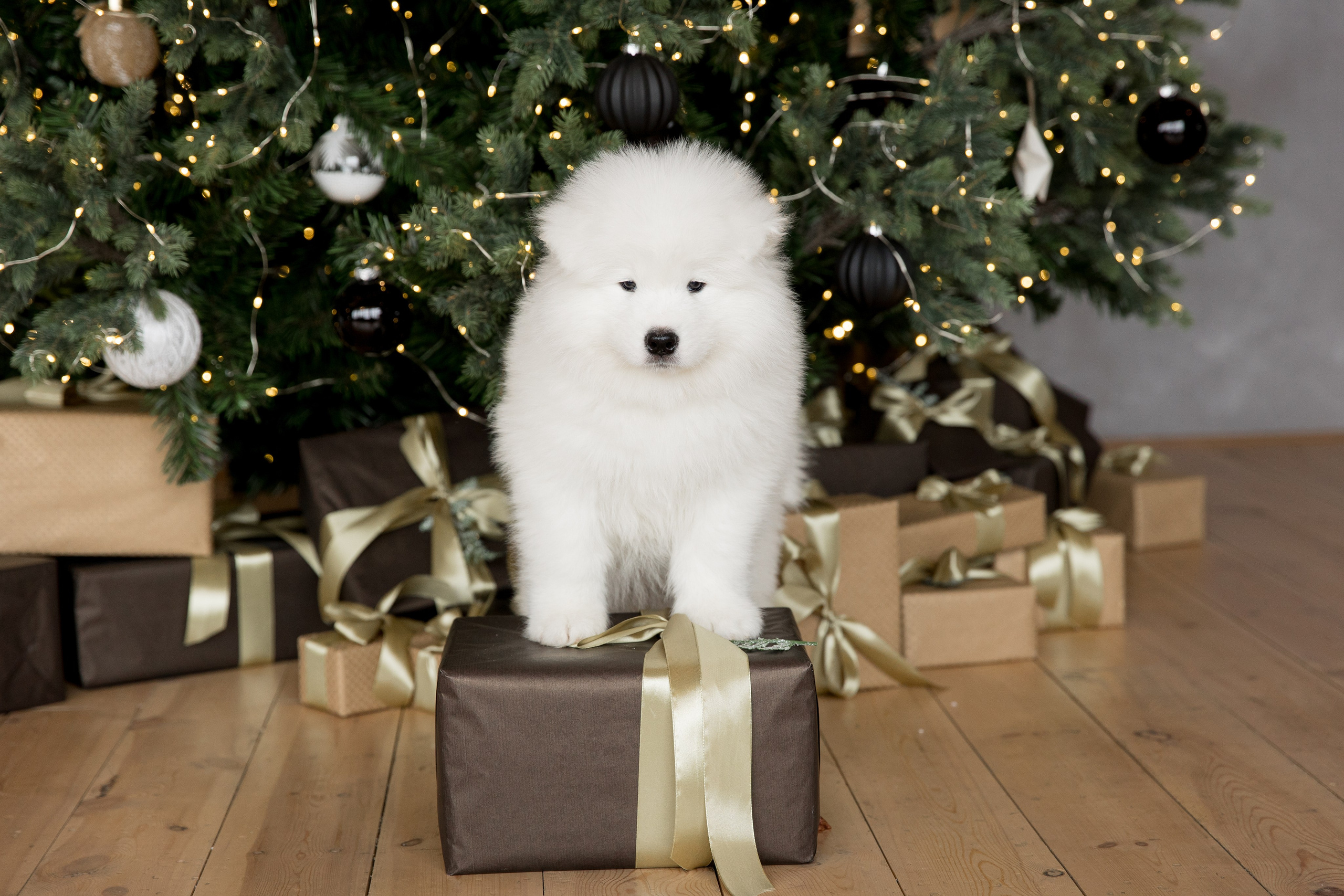 Помет «К» 17.09.2021 д. р. Самоед Новосибирск