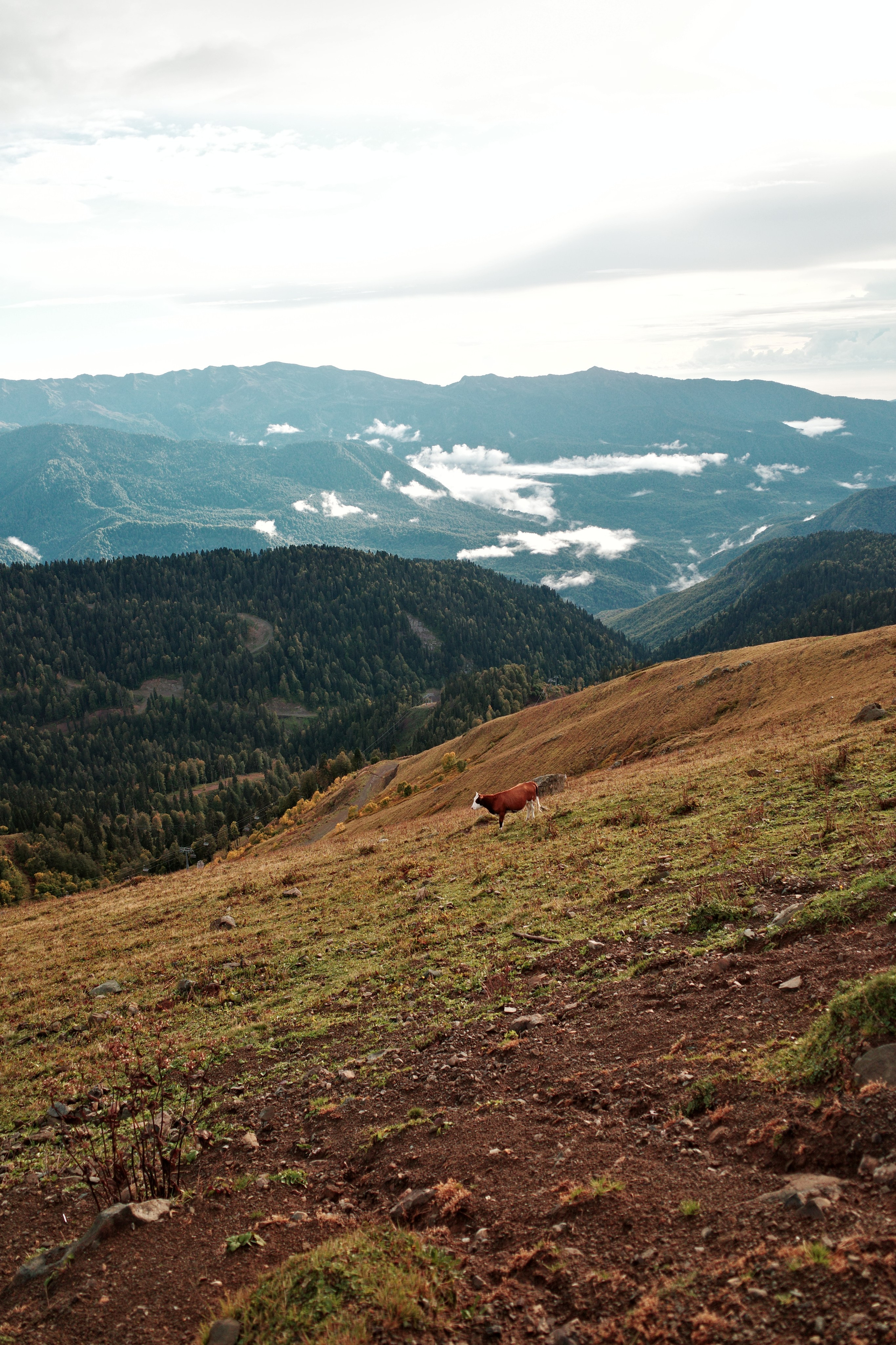 CAUCASUS MOUNTAINS. Anne Demia