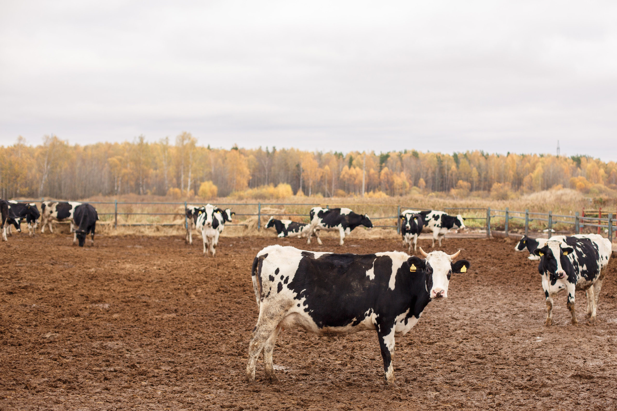 Шатурский Агропромышленный комбинат. Деловая и Бизнес съемка в  Москве Инесса Грушко