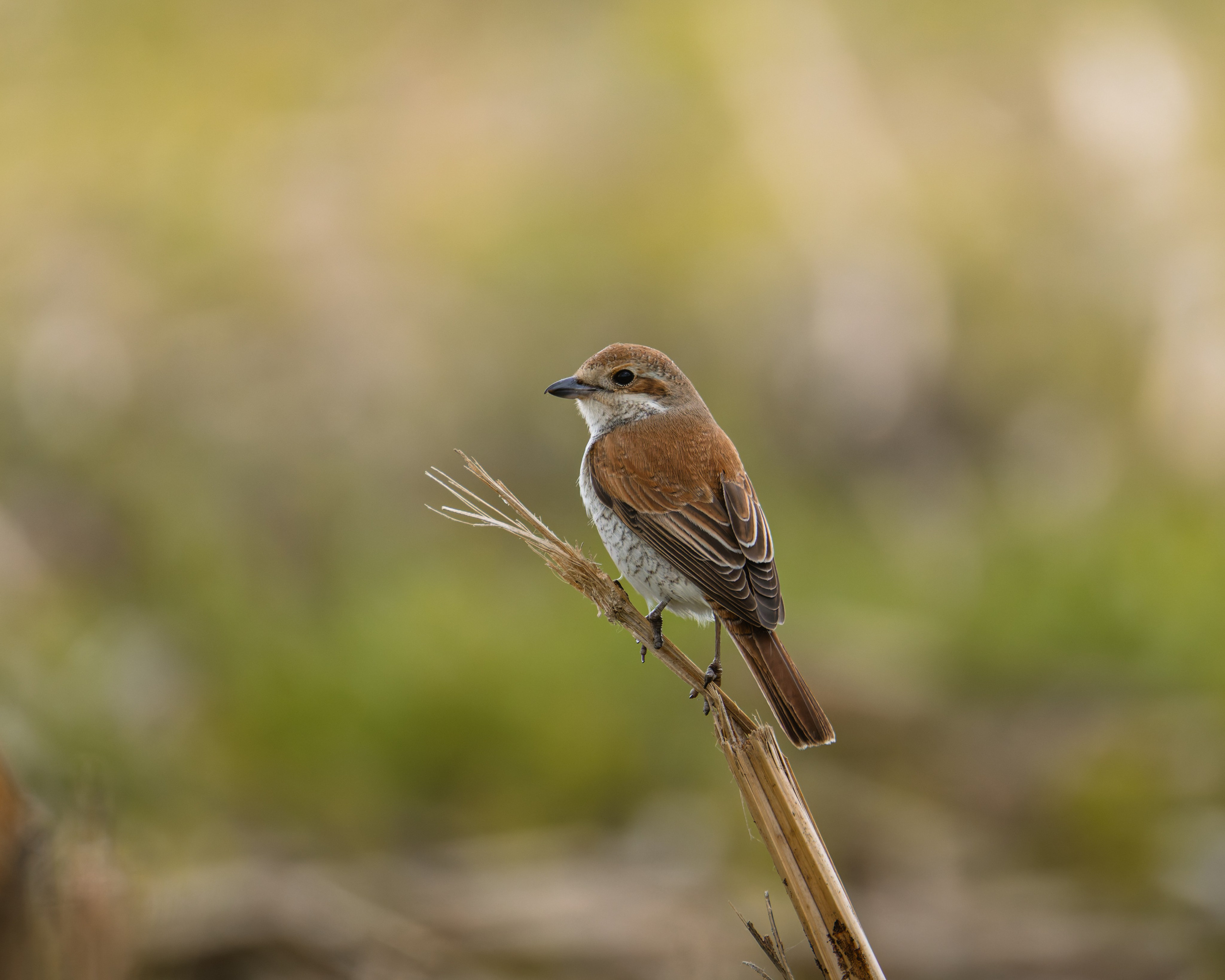 Voronezh 2026. Anton Chernov | Wildlife photographer