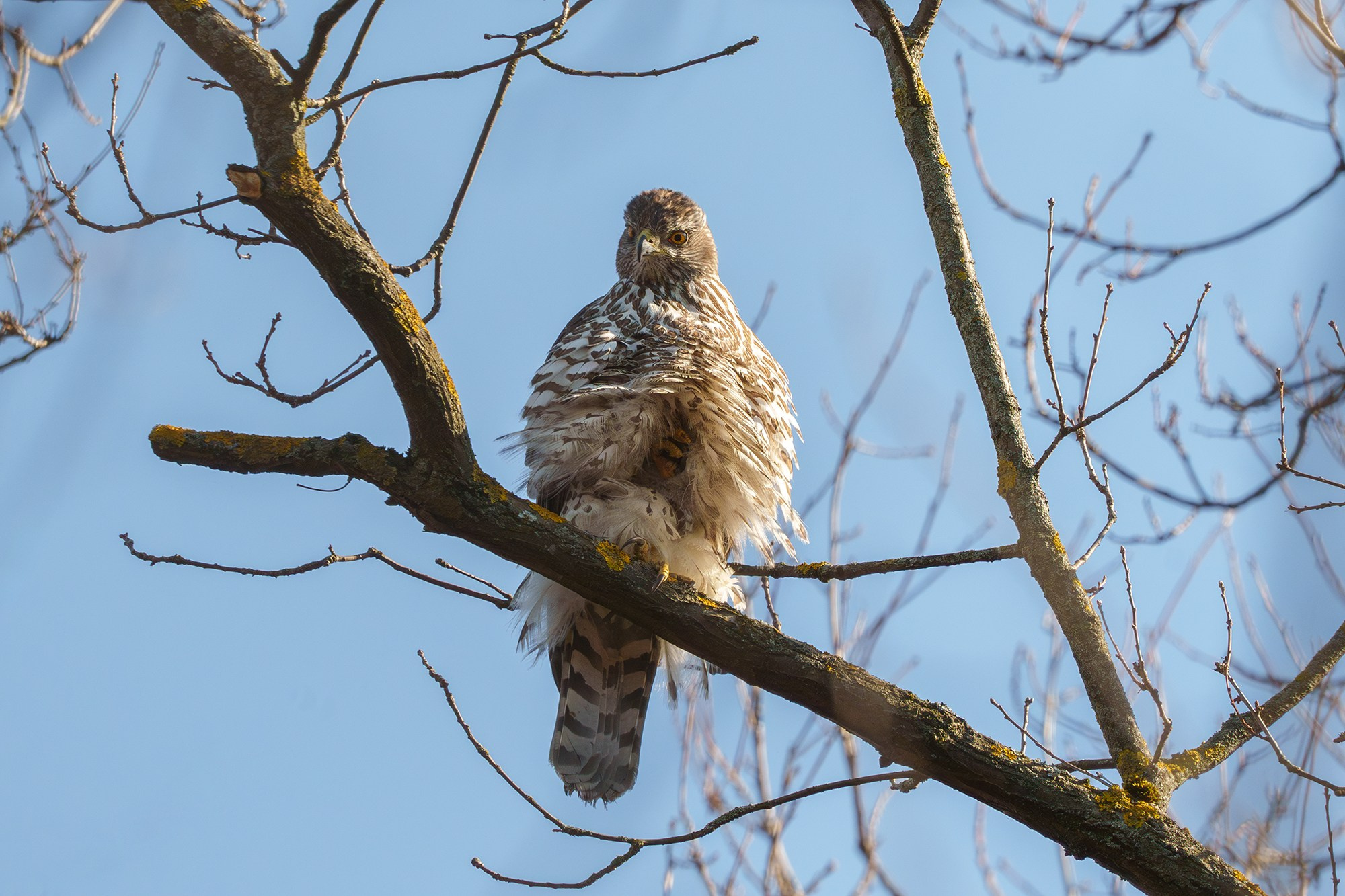 Удивительные мир птиц. Вокруг нас столько прекрасного — присмотритесь!. Ваш личный фотограф Марина Волкова