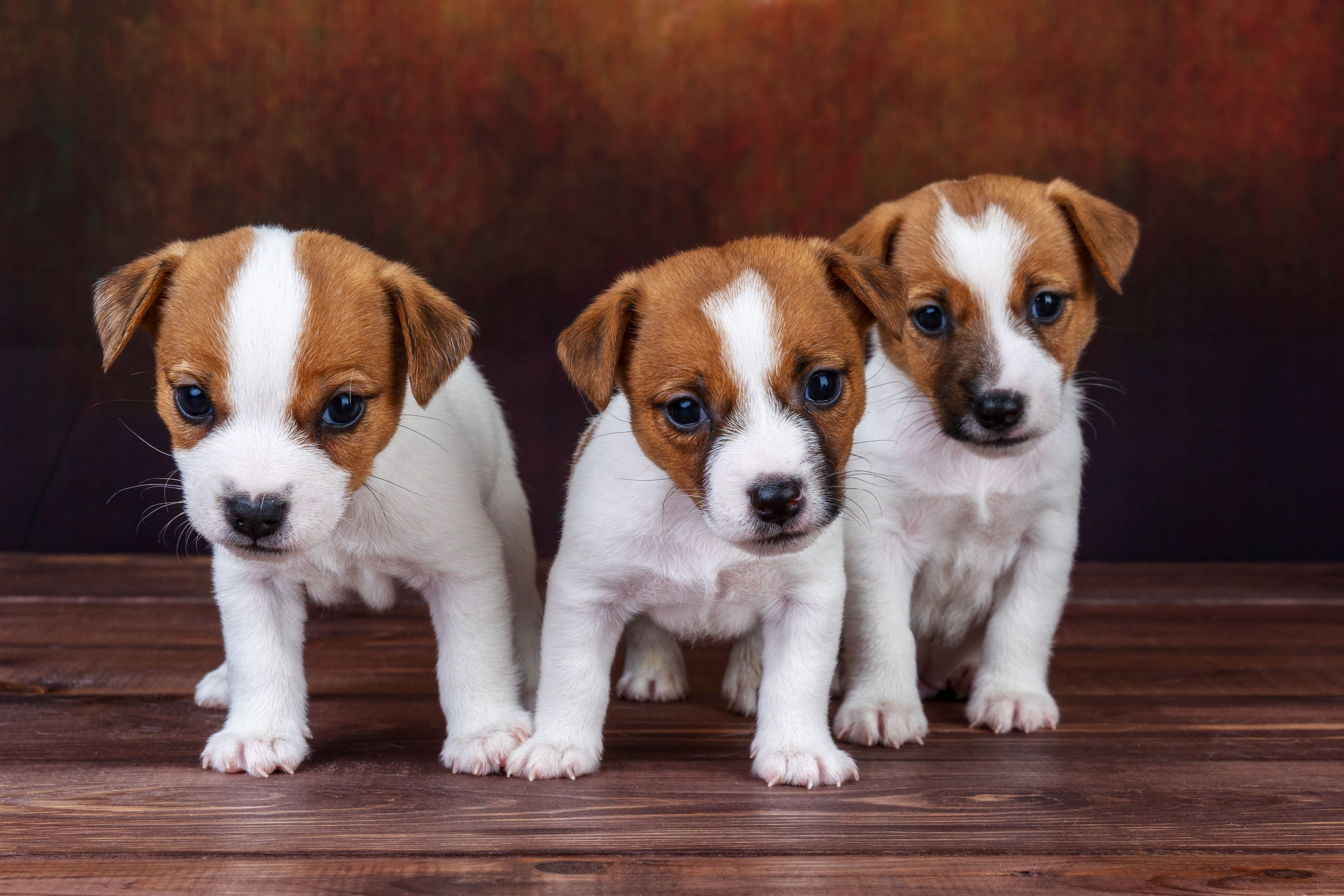 Фотографии собак и щенят. Фотограф Ирина Бобрешова. Коряжма