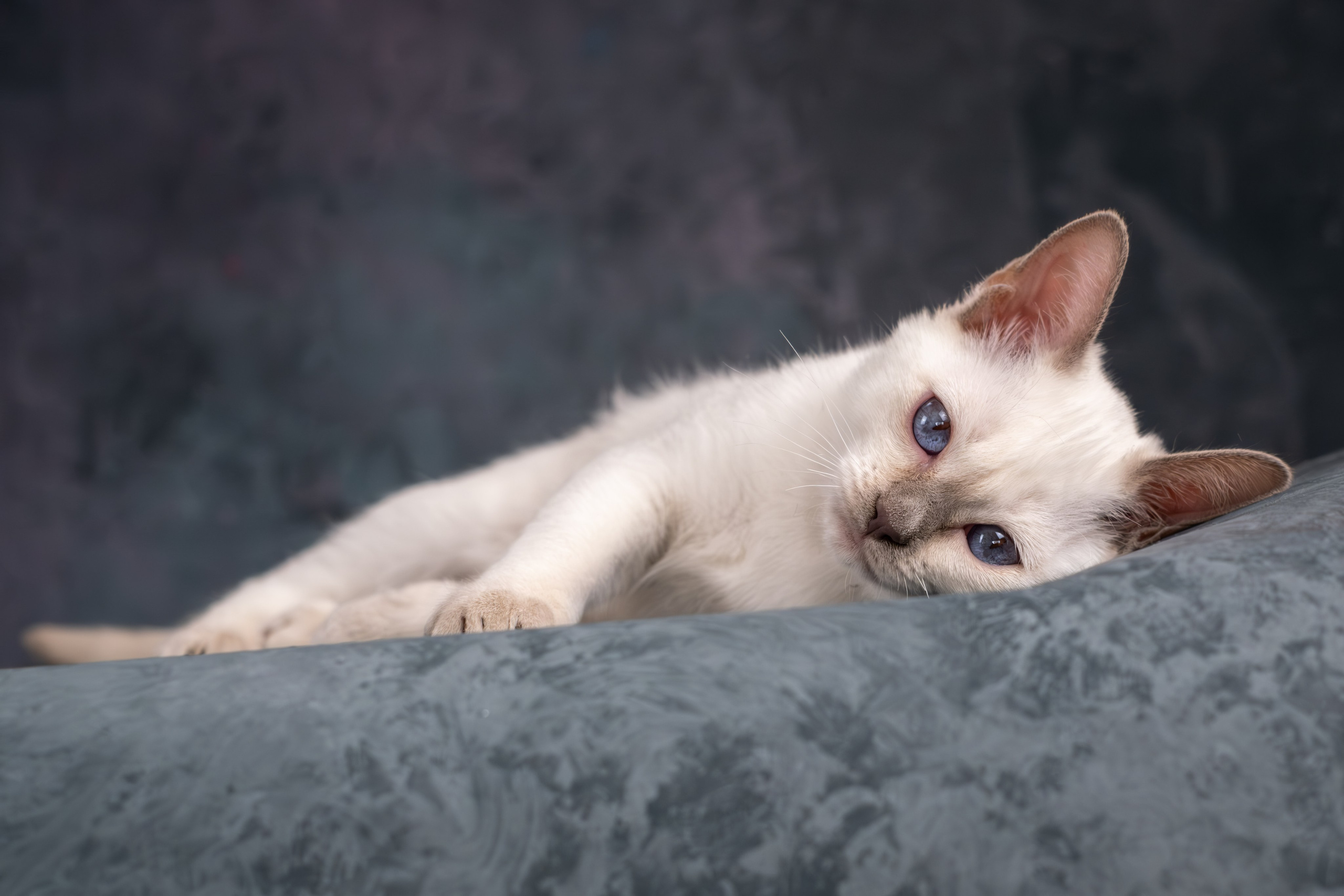 Тайские котята для Никиты и Ольги. Зоофотограф, фотограф животных в Москве и области Дина Дамоцева