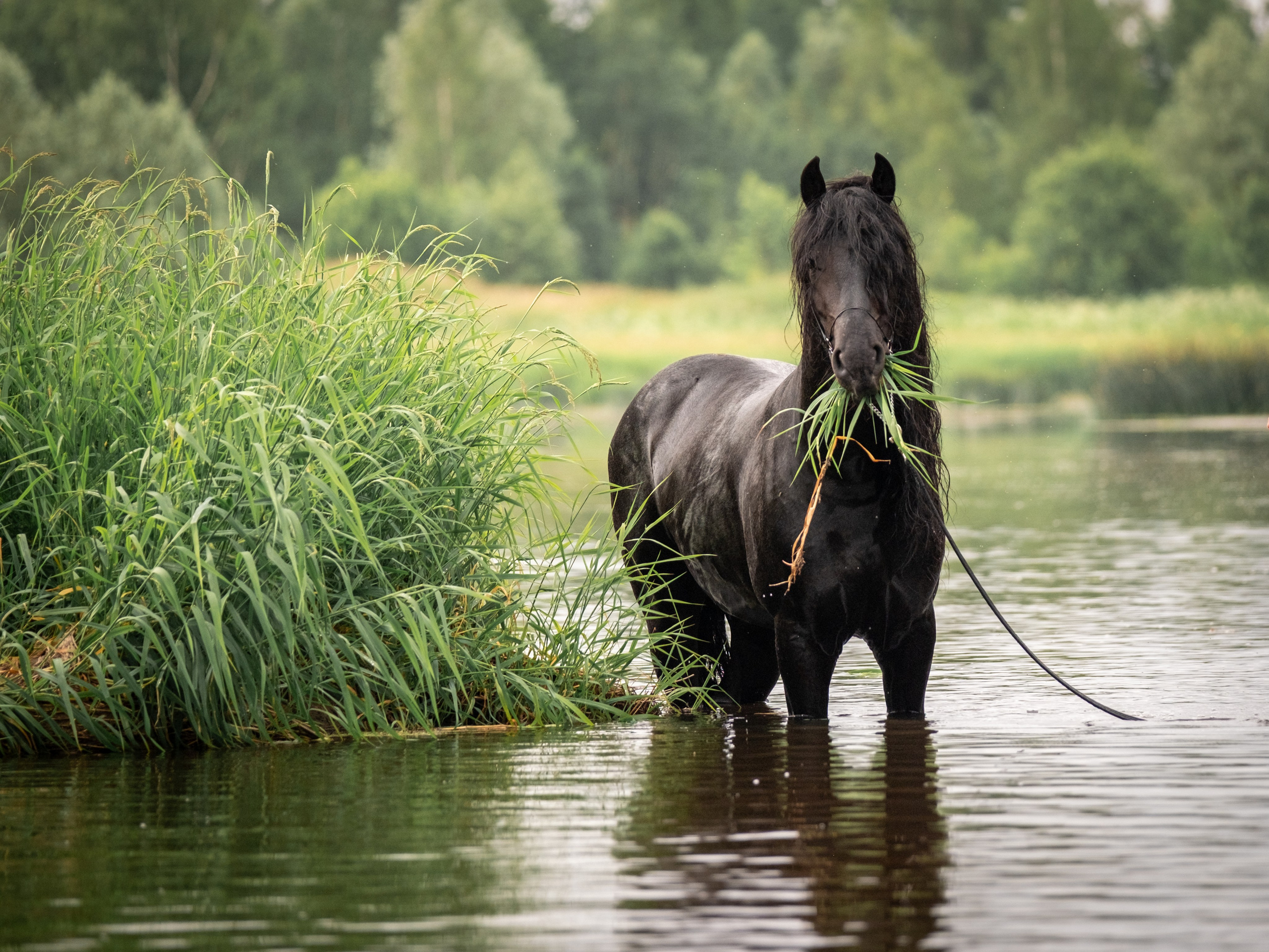 Жеребец фризской породы. Зоофотограф, фотограф животных в Москве и области Дина Дамоцева