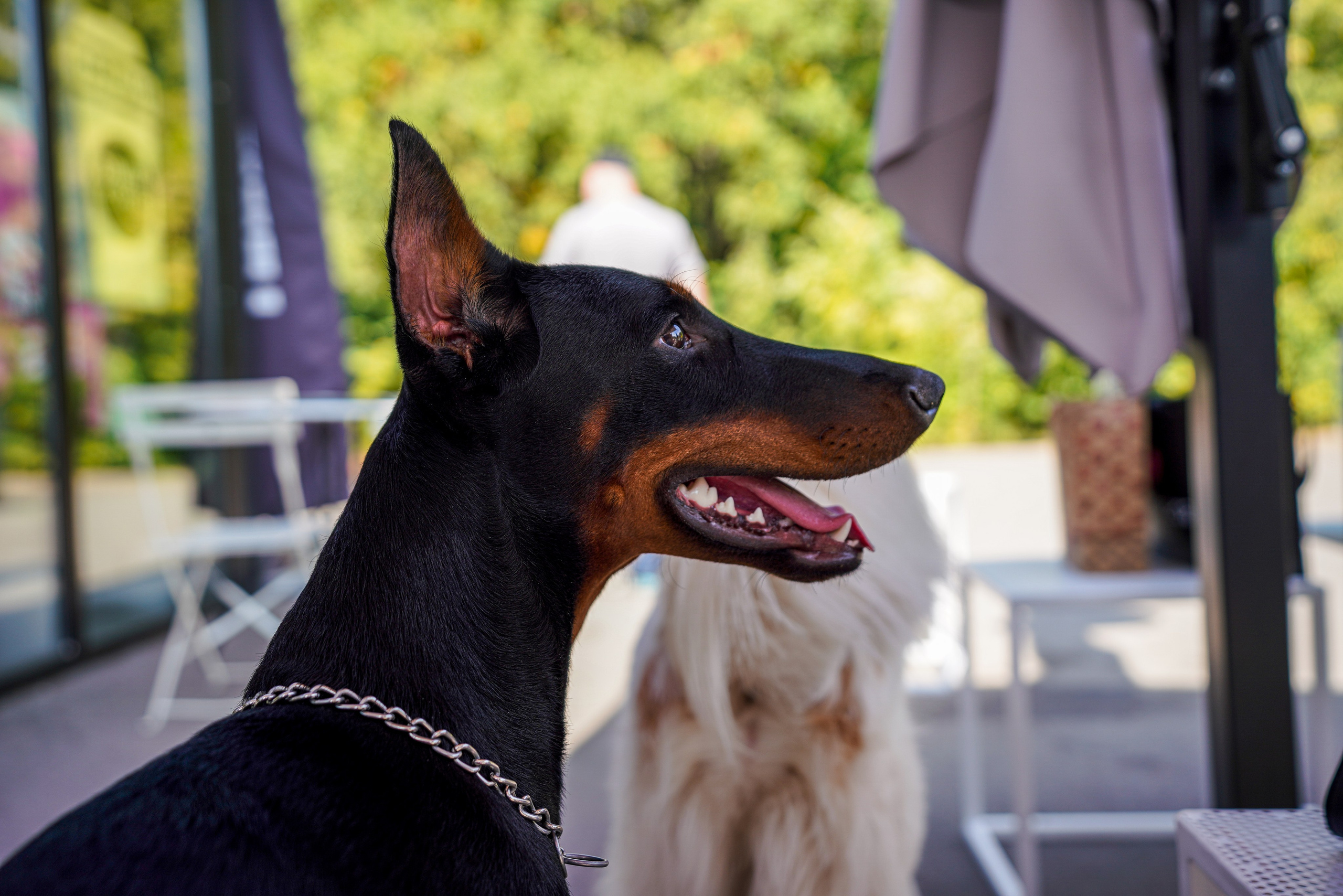 ДР собаки по имени Моррис :). Фотограф Казань