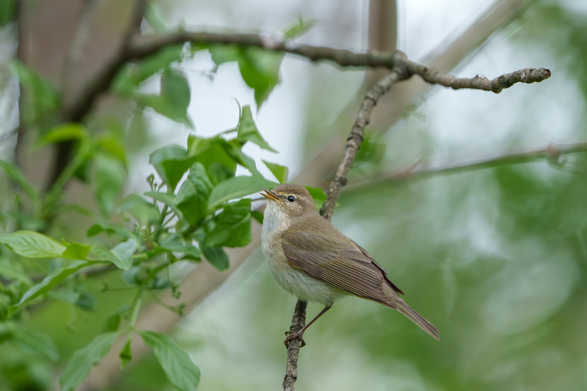 Удивительные мир птиц. Вокруг нас столько прекрасного — присмотритесь!. Ваш личный фотограф Марина Волкова