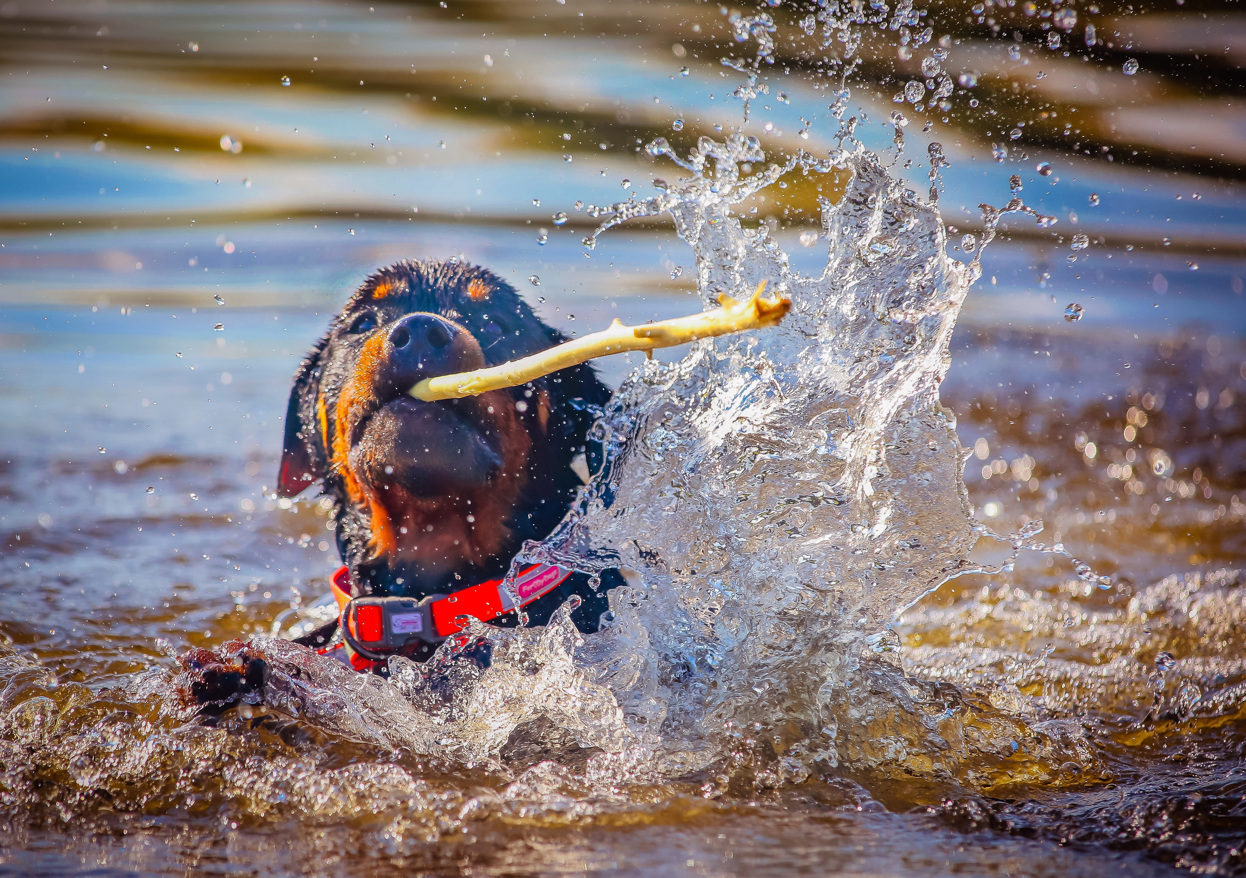 Животные. Авторские туры с профессиональным фотографом