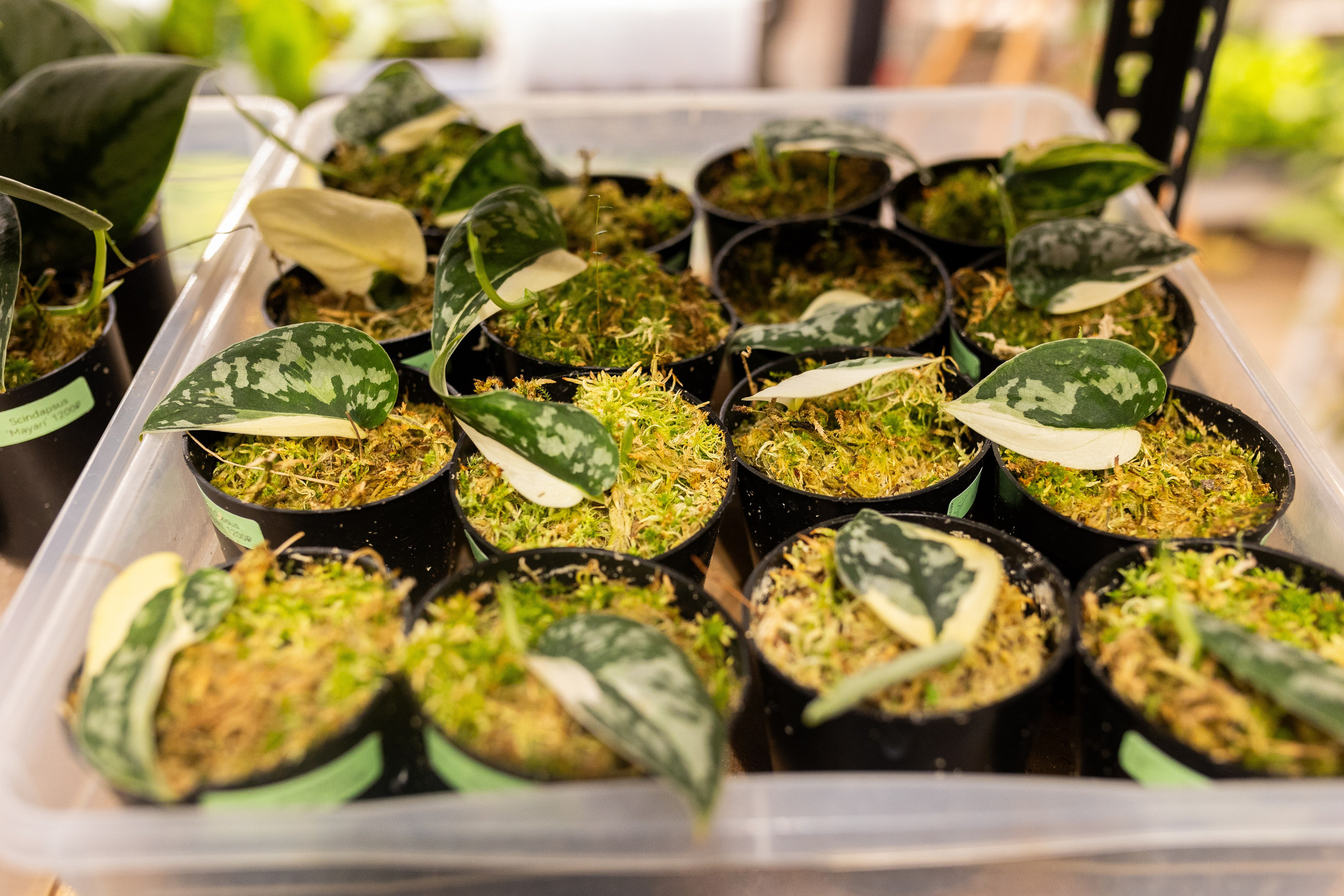 GreenRare ярмарка 2024. Александра Куликова фотограф, Москва