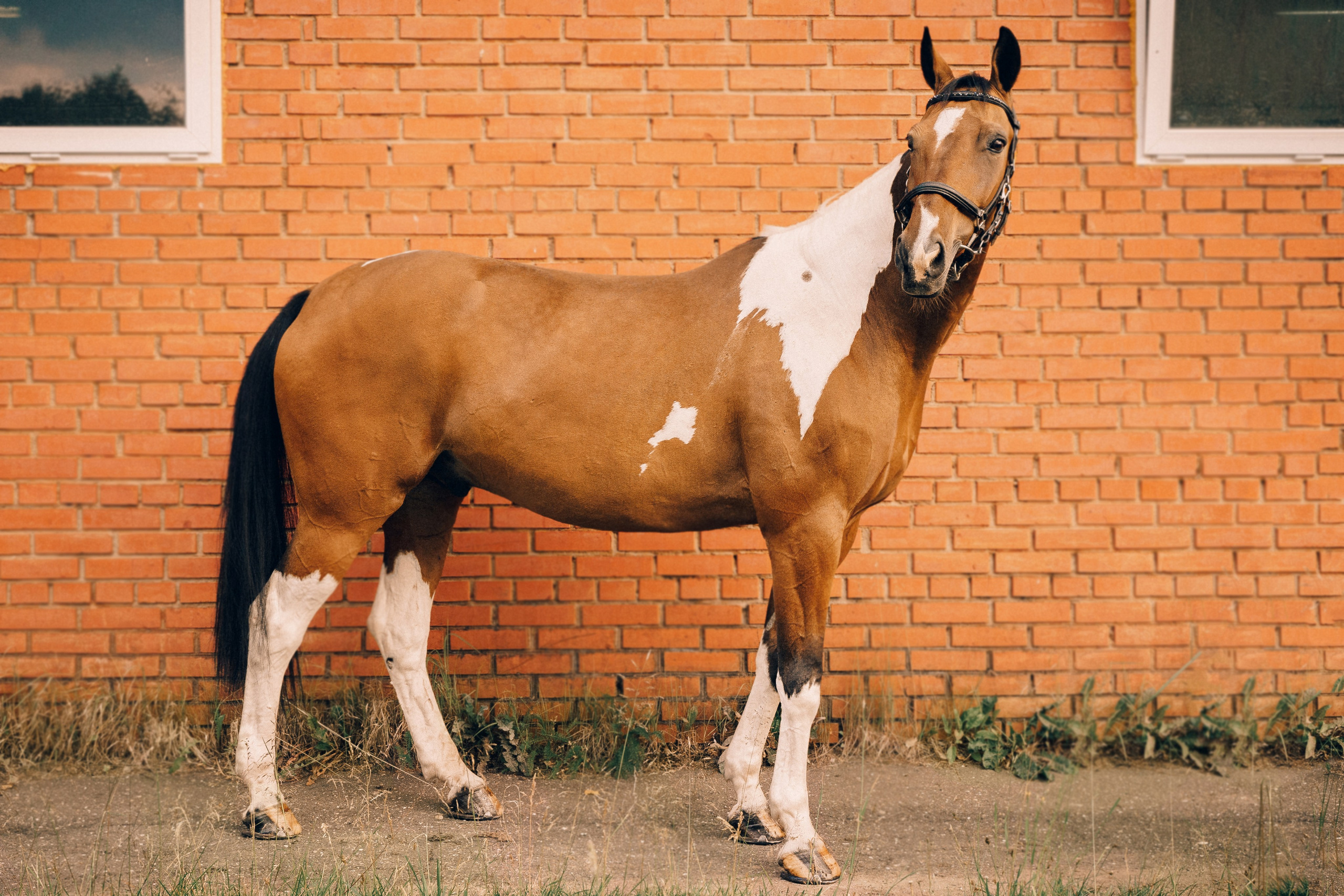 КСК Славино. Фотограф-анималист, портретный фотограф в Чебоксарах Мария Садыкова