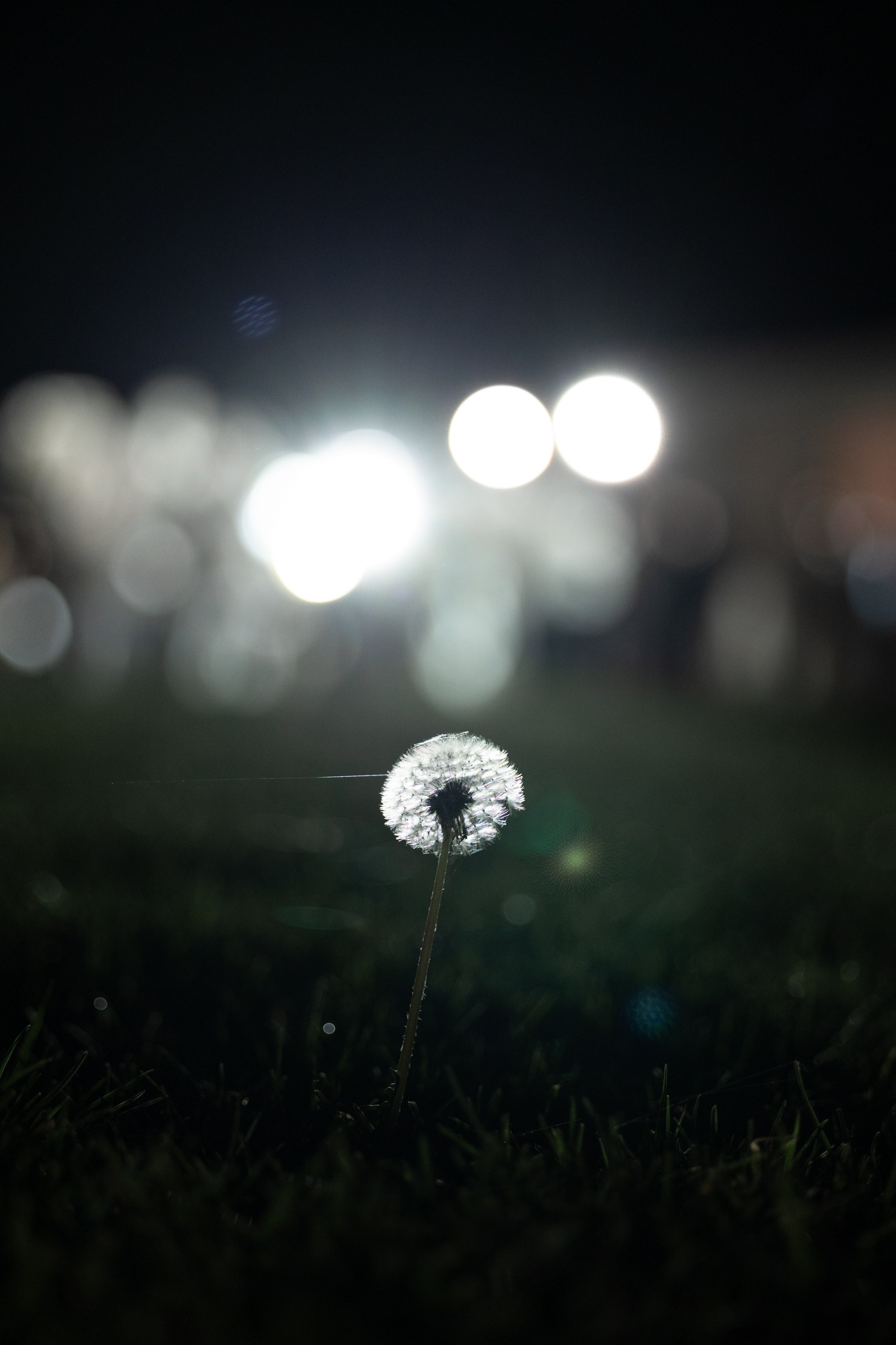 Михаил и Виктория. Свадебный фотограф в Ростове — на — Дону Александра Пивоварова