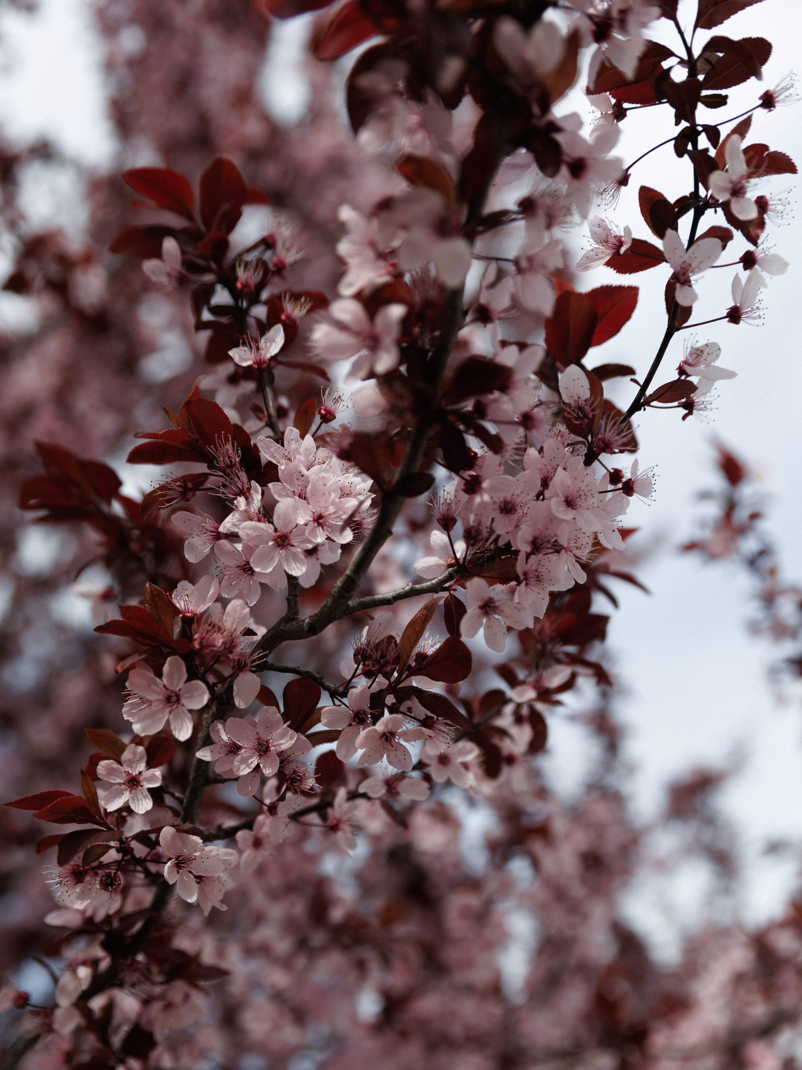 Роман&Анастасия. Свадебный и семейный фотограф в Таганроге и Ростове Руднева Анастасия