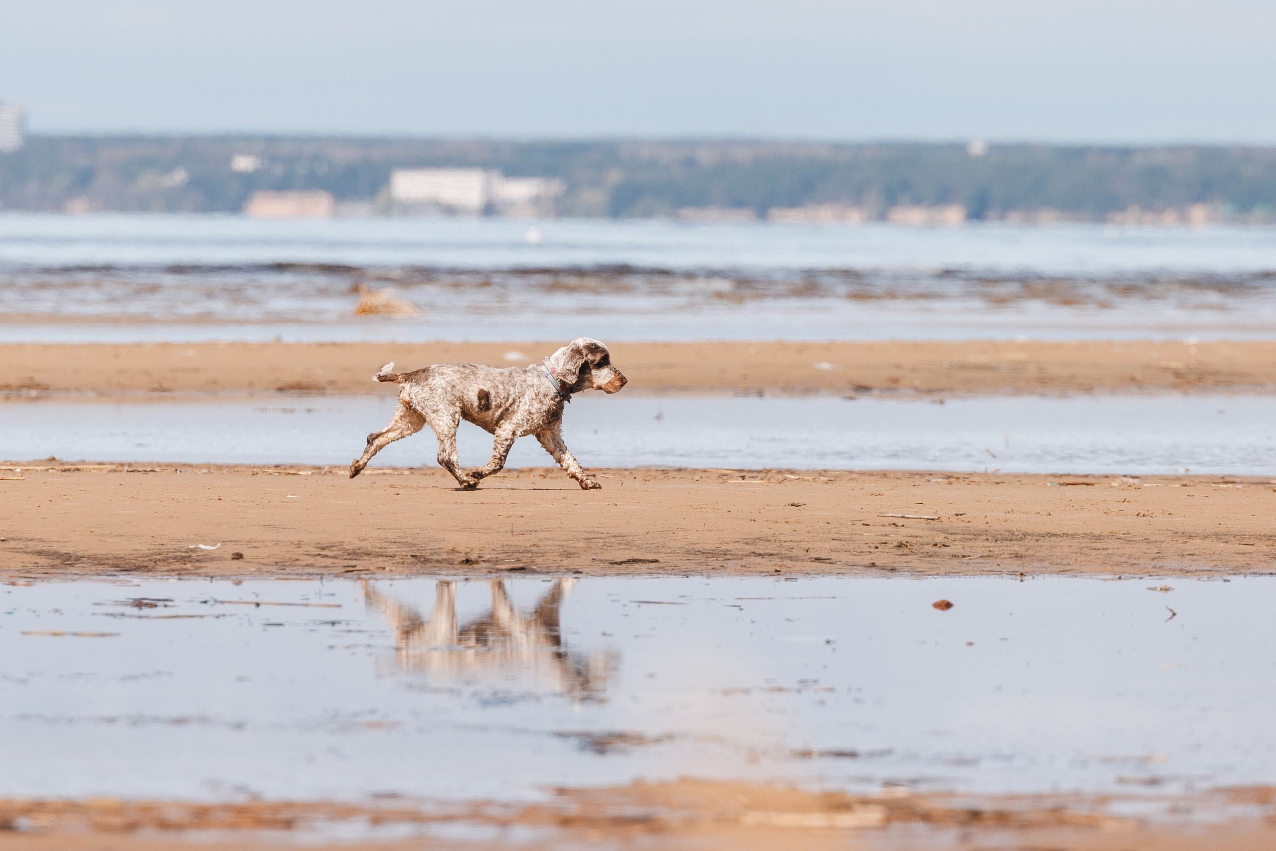 Спанимания. Фотограф анималист Осипчикова Мария