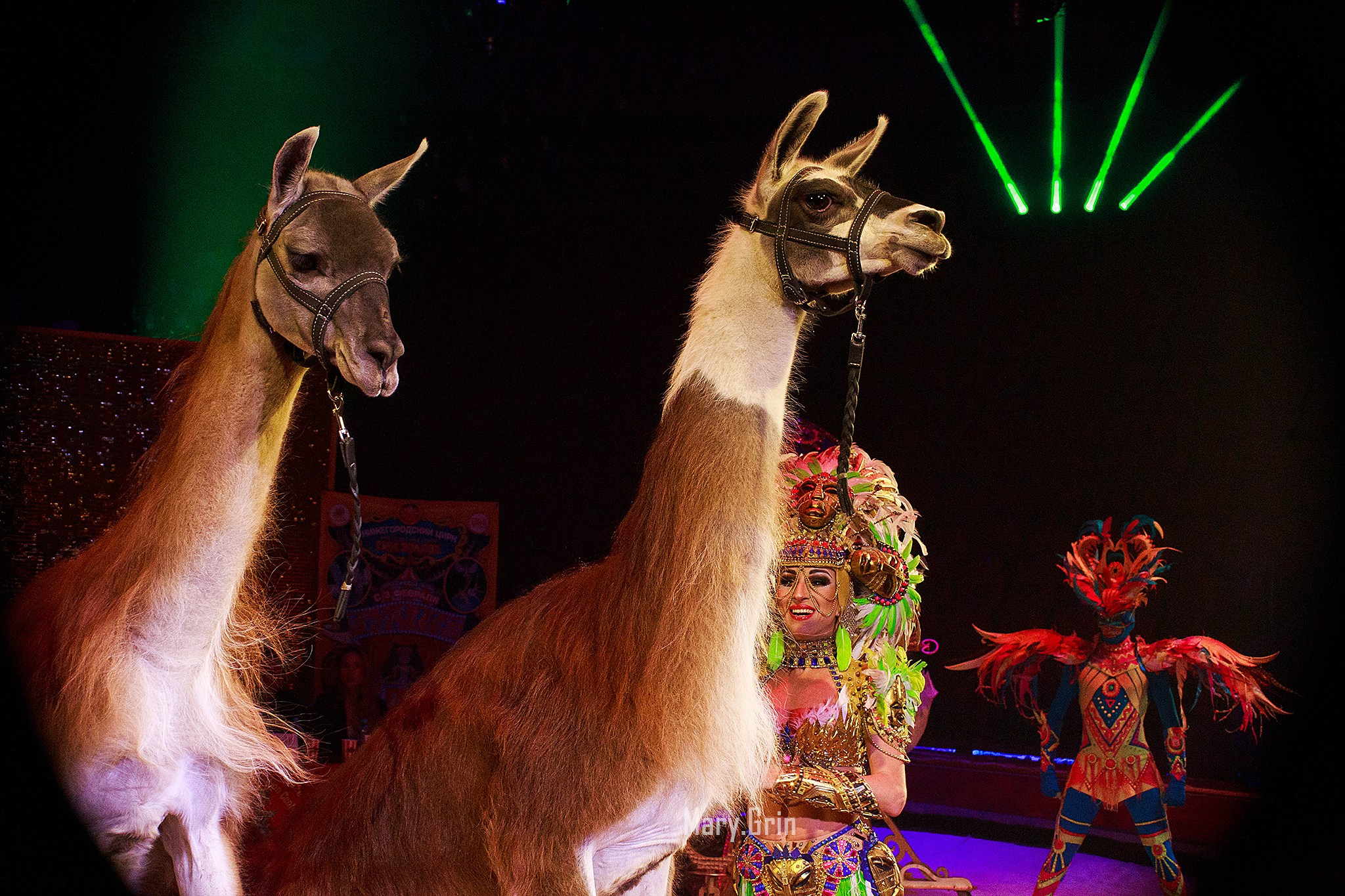 Цирк Гии Эрадзе. Детский и семейный фотограф, фотограф мероприятий Нижний Новгород
