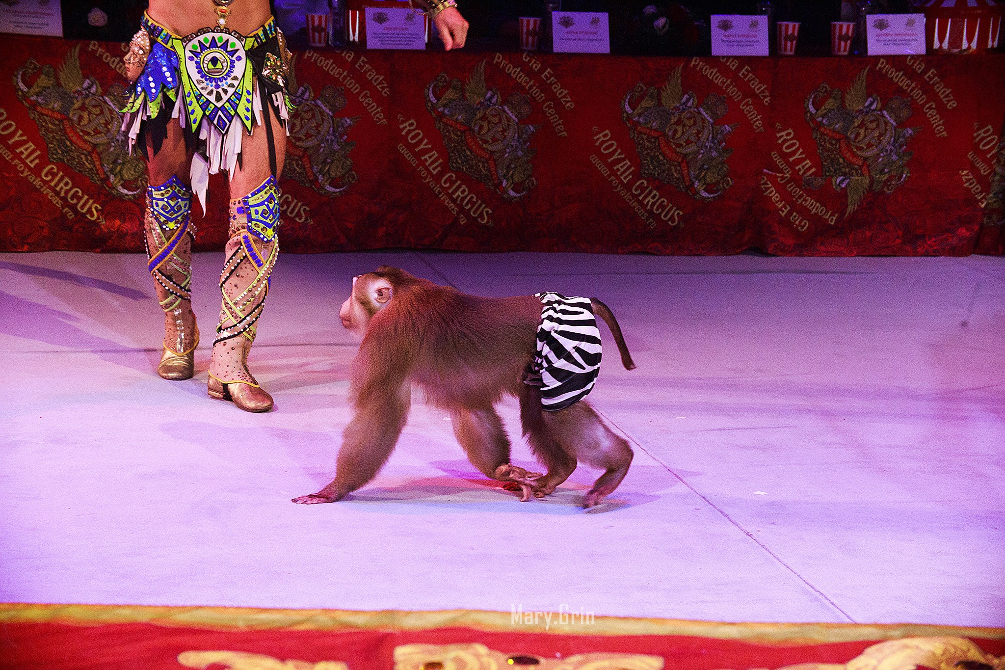 Цирк Гии Эрадзе. Детский и семейный фотограф, фотограф мероприятий Нижний Новгород