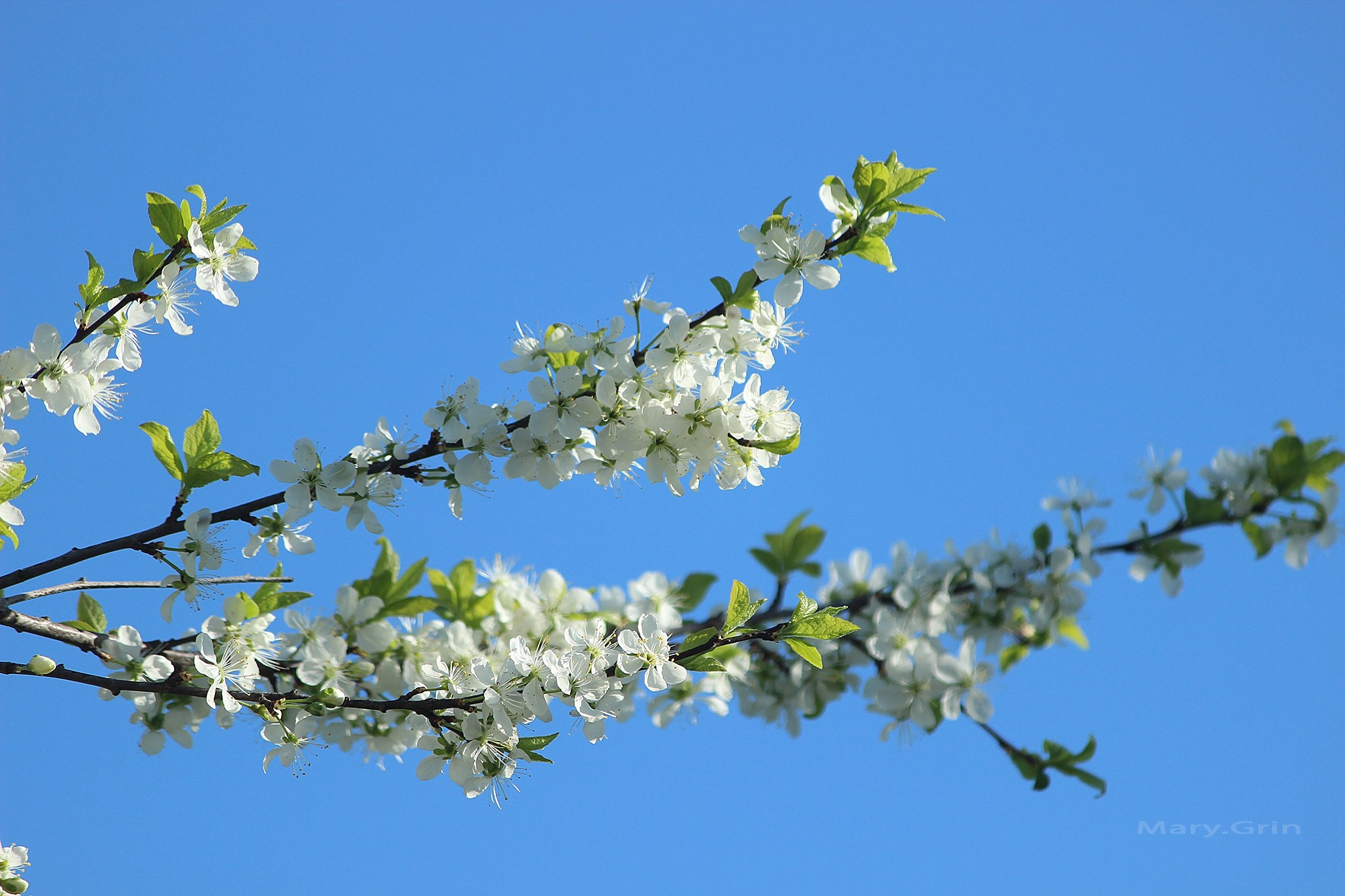 Русская деревня. Детский и семейный фотограф, фотограф мероприятий Нижний Новгород