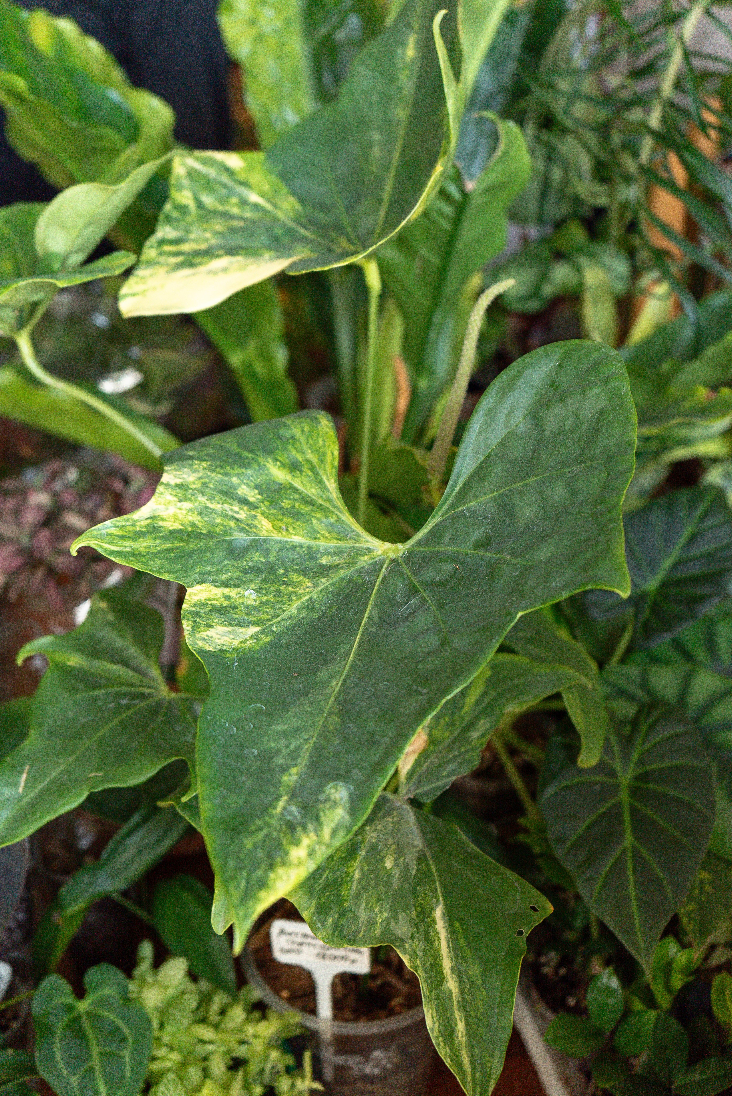 Усадьба. Александра Куликова фотограф, Москва