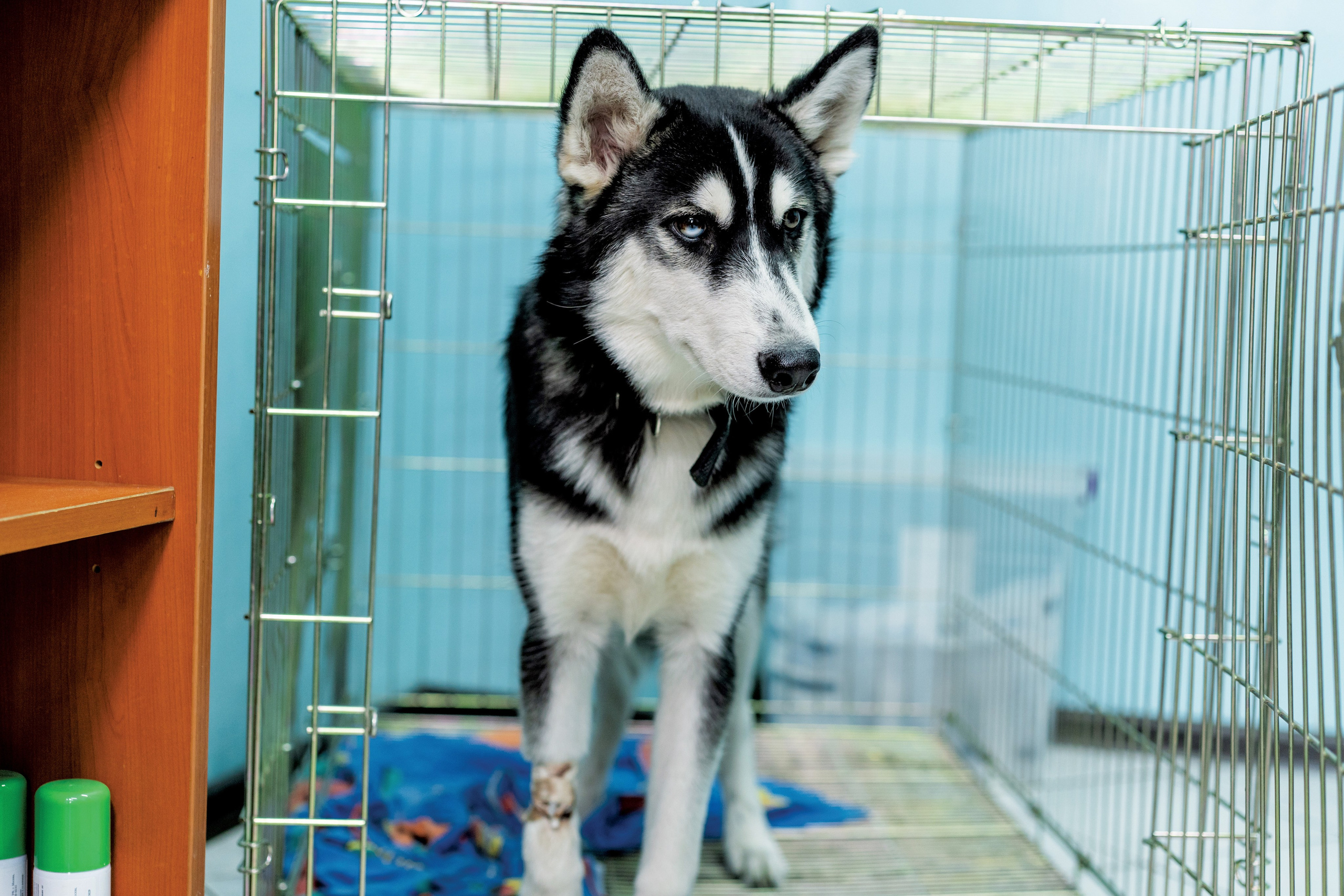 Vet clinic. Nina Petina