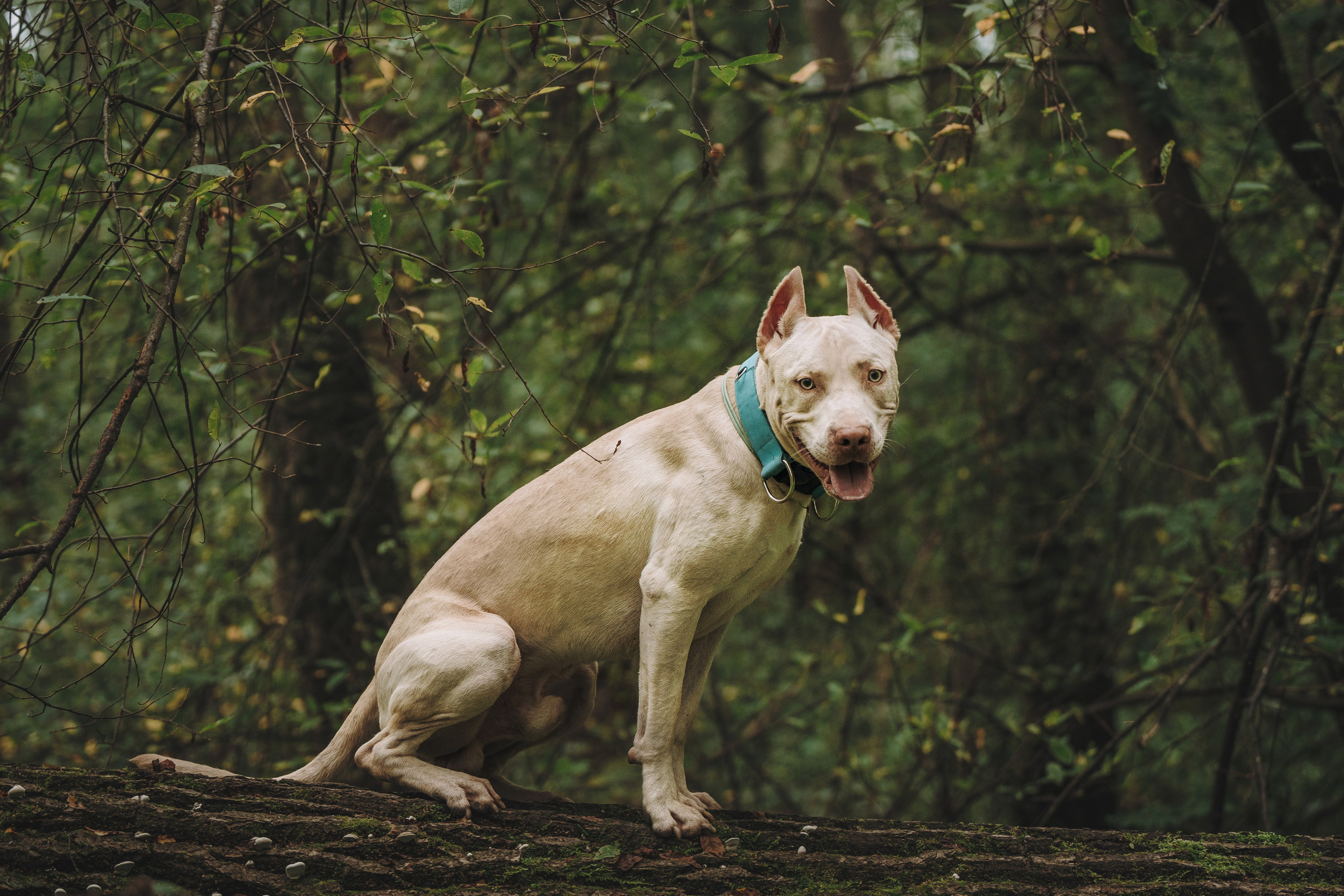 Оля и Гламур. Фотограф анималист в Спб недорого Олеся Майорова